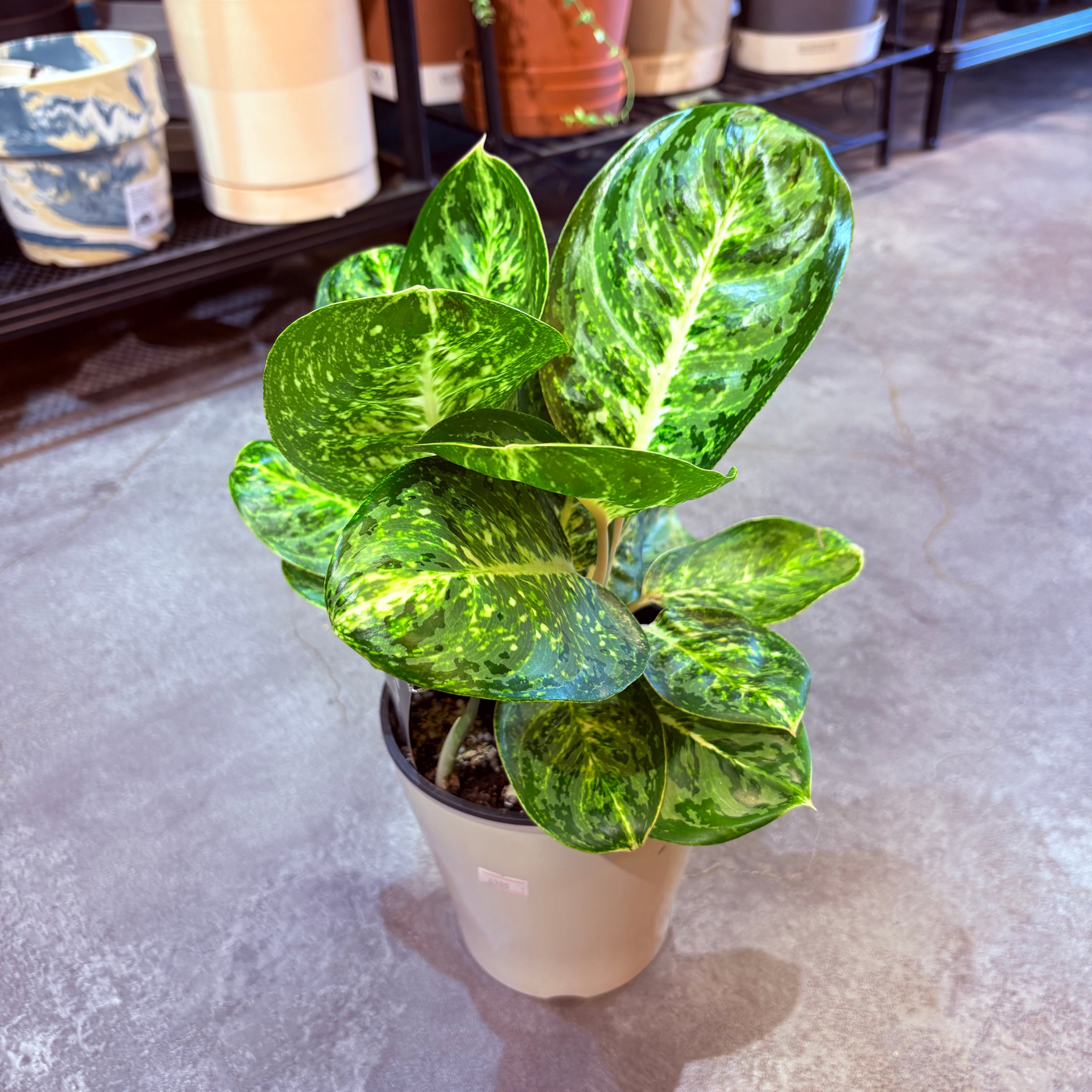 アグラオネマ SP 5号【荒木植物園さん】 | Green Vibes 宇都宮市の観葉