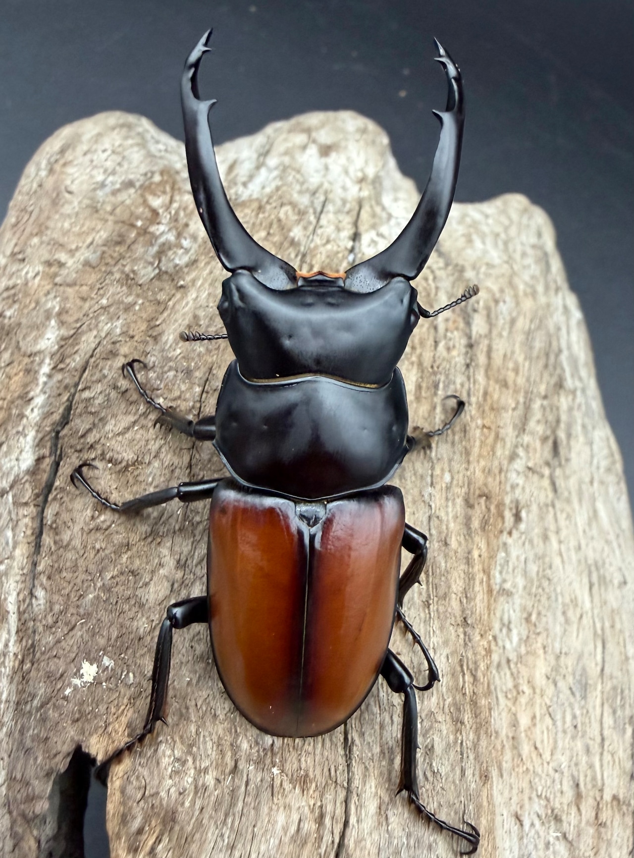 【WD】《マクレイコクワ チベット産 65mm ♂♀♀トリオ》