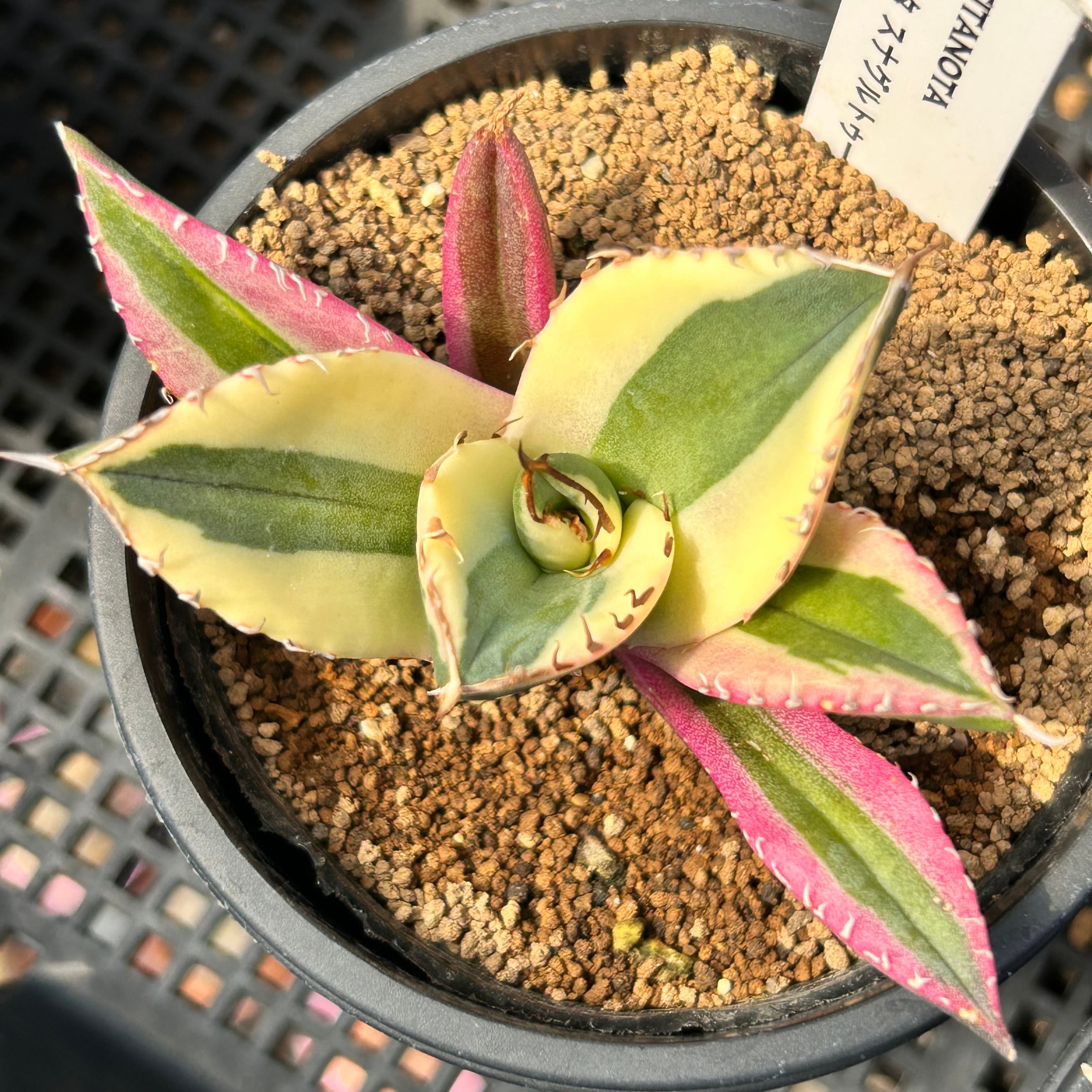 H)アガベ チタノタ スナグルトゥース(夏型) | RuPo 多肉植物専門店