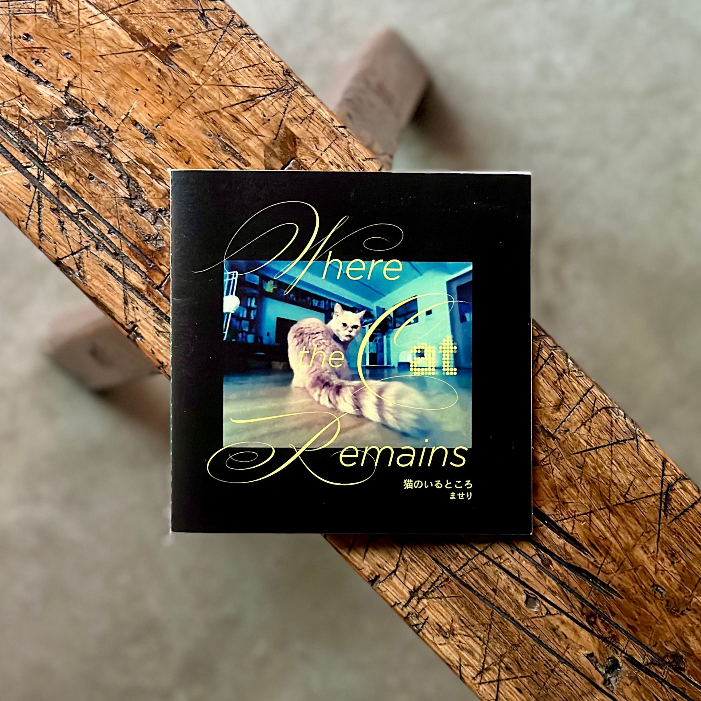 猫のいるところ