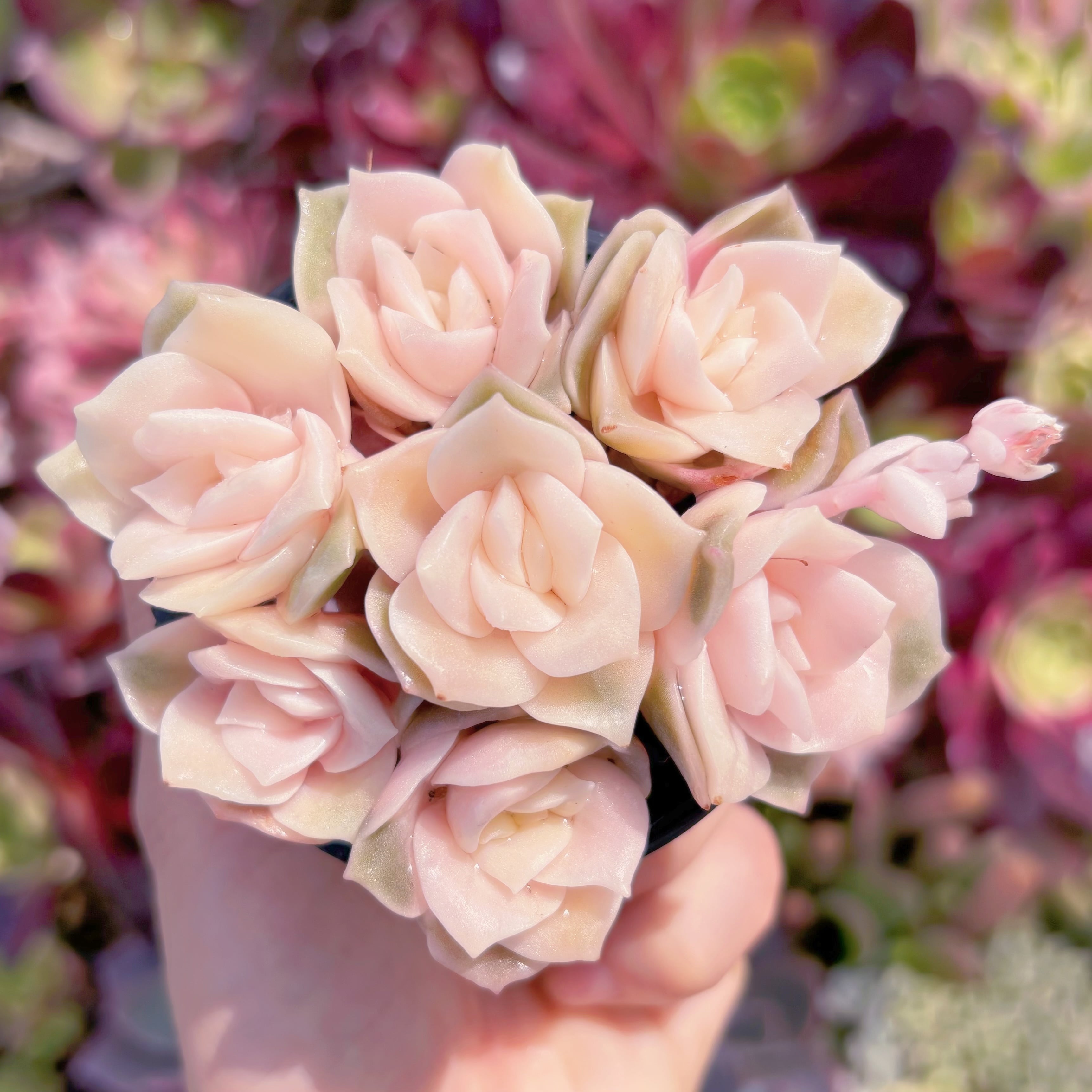 現品　ラブリーローズ錦#927　るる農園