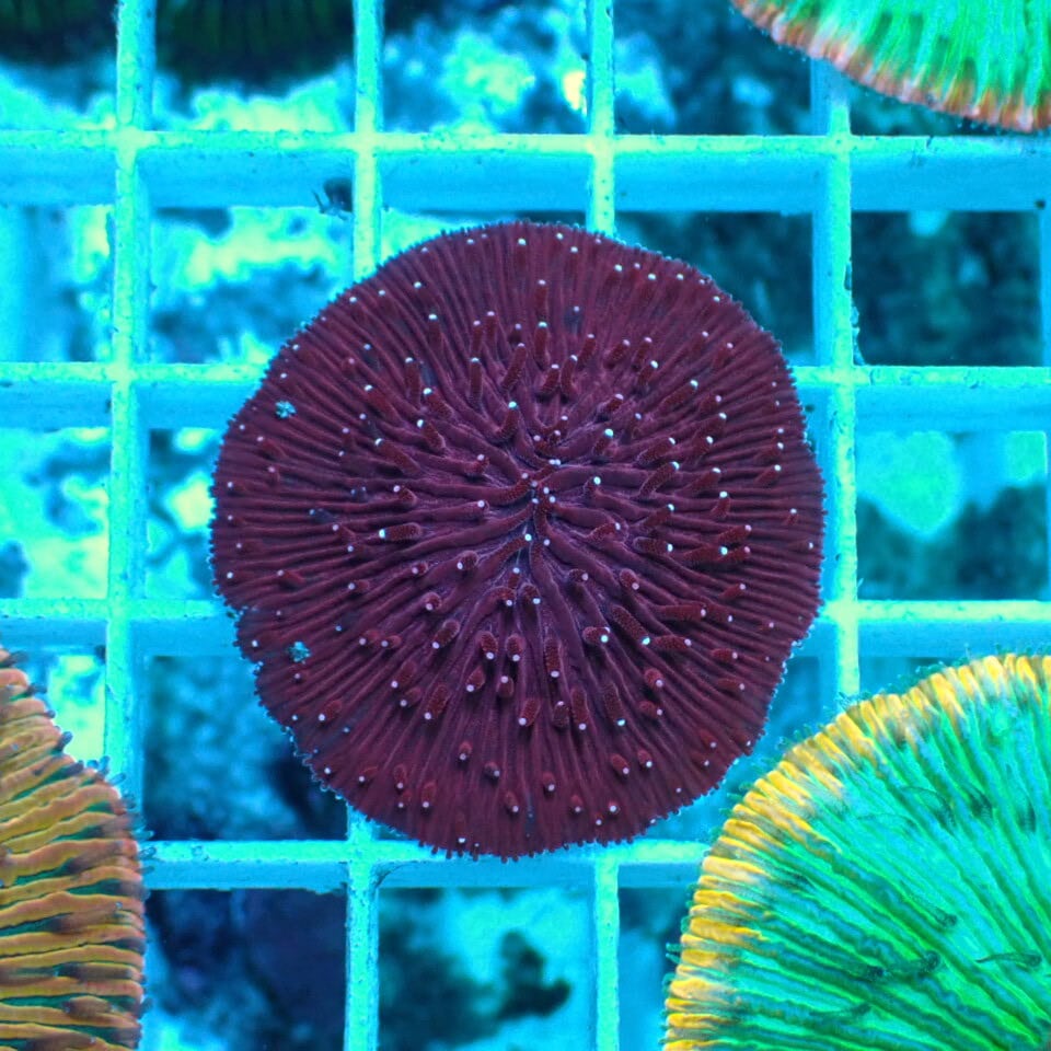 クサビライシ | HOUSE REEF(ハウスリーフ)サンゴ・海水魚・海藻・通販