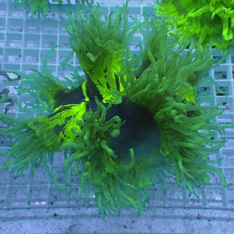 コハナガタサンゴ | HOUSE REEF(ハウスリーフ)サンゴ・海水魚・海藻 コハナガタサンゴ | HOUSE REEF(ハウスリーフ)サンゴ・海水魚・海藻