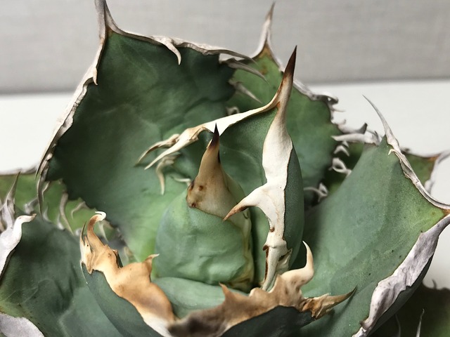 アガベ チタノタ '牛羚'（ギュウレイ）