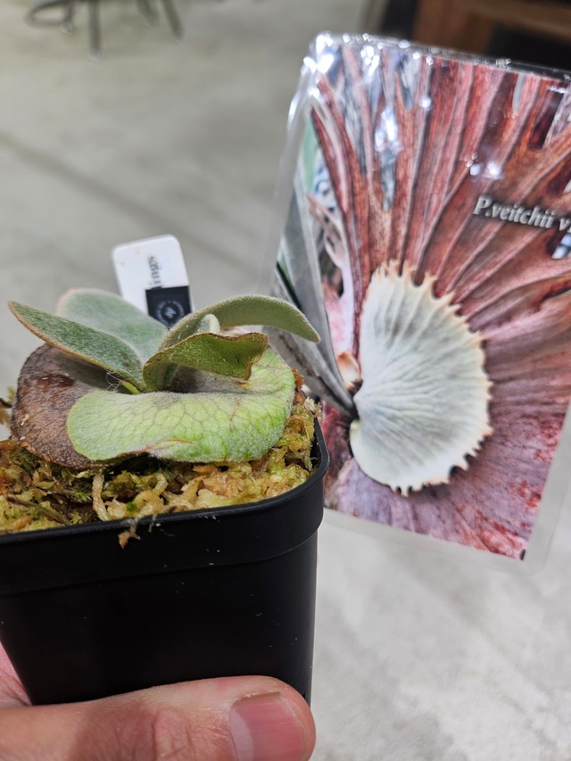 P.veitchii V14 Sporelings 【artPLANTs/PLANTS GARAGE 】ビカクシダ#Platycerium