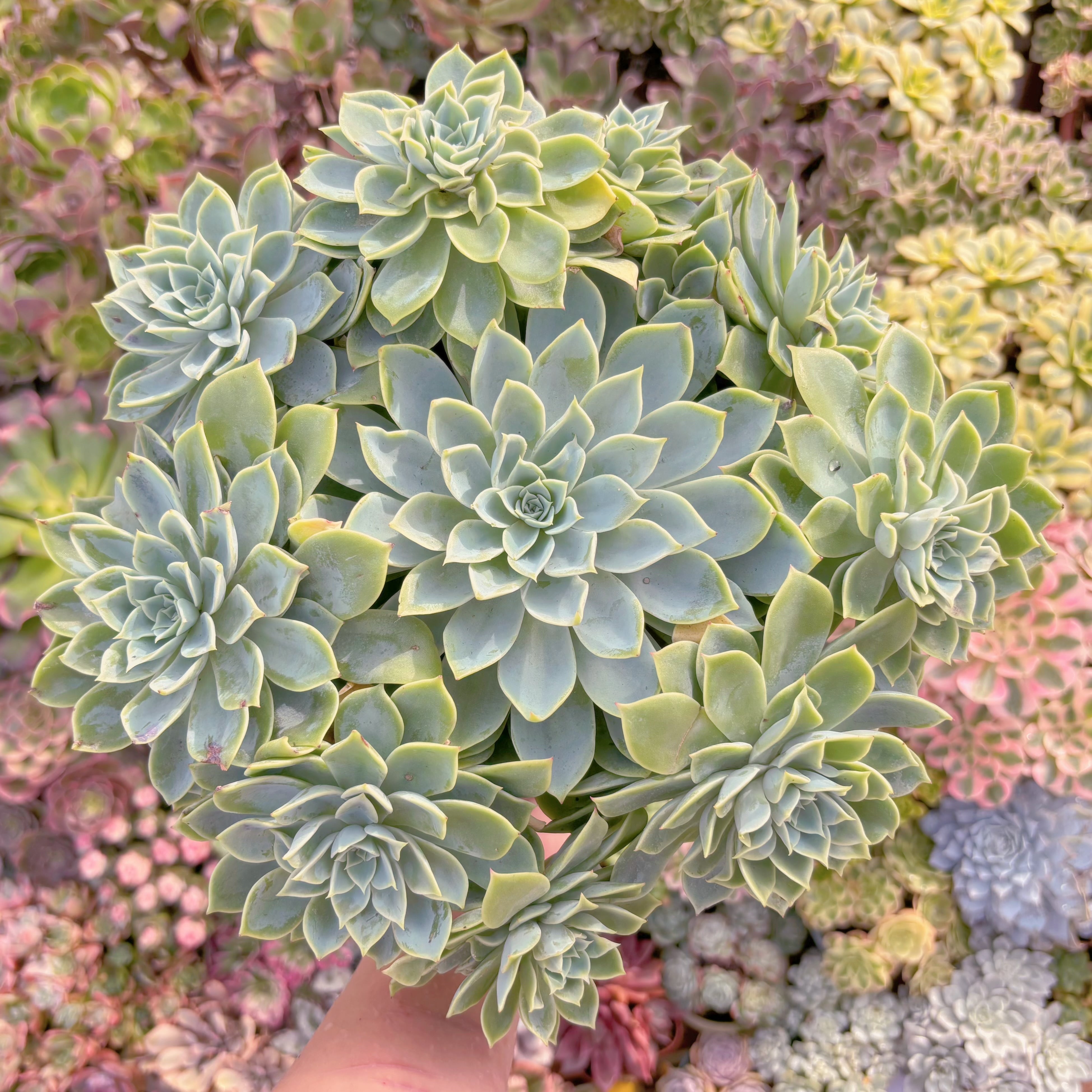 現品　パンジー#A048　直径約30cm 特特大群生　新入荷　るる農園