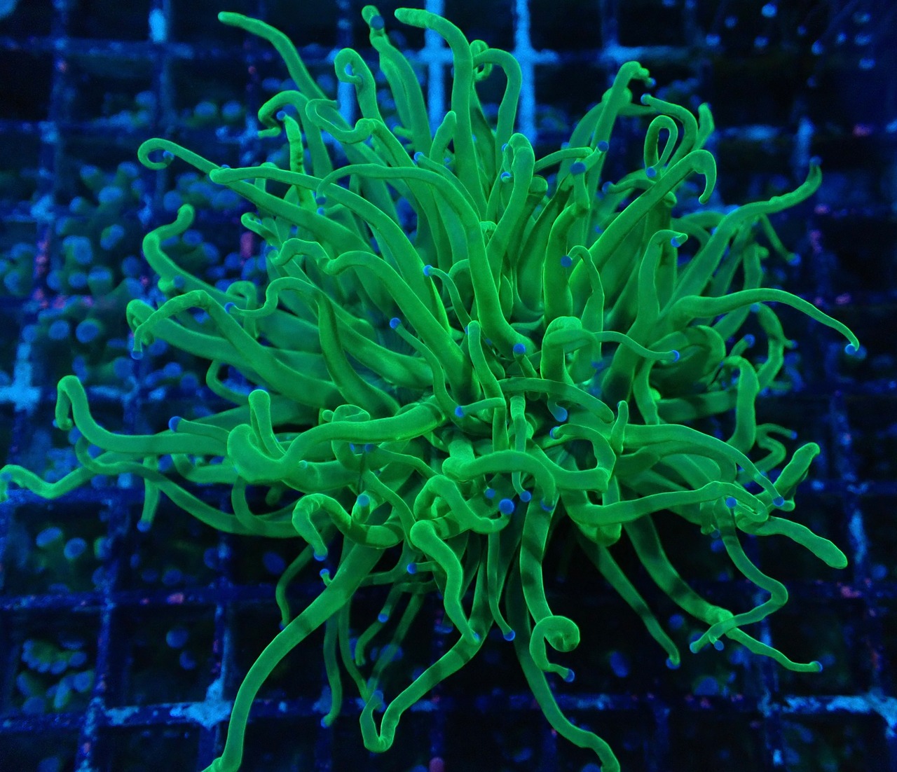 【現地買付】GreenTorch 2Head 5