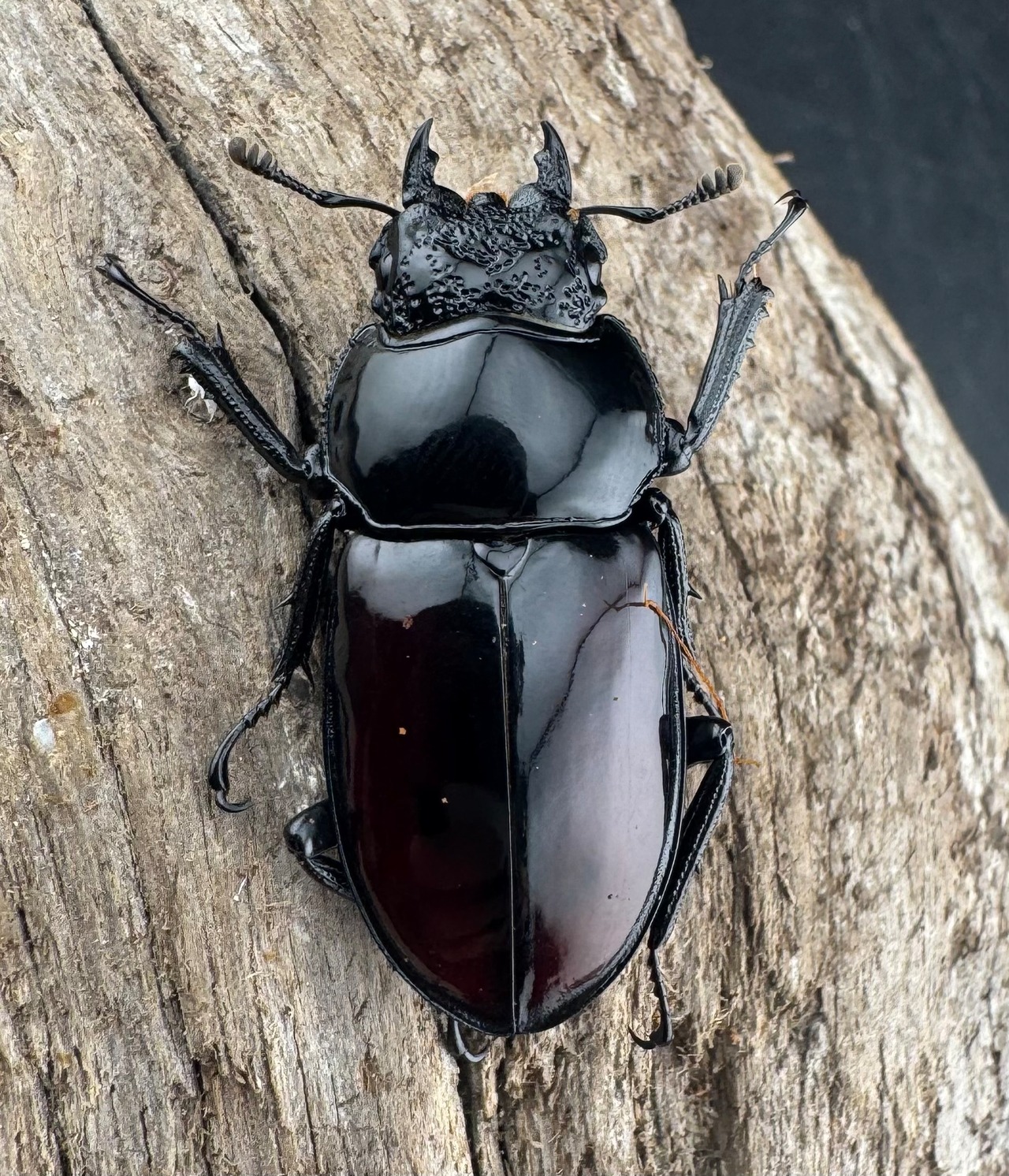 【WD】《オーベルチュールクロツヤシカ 51mm ペア》