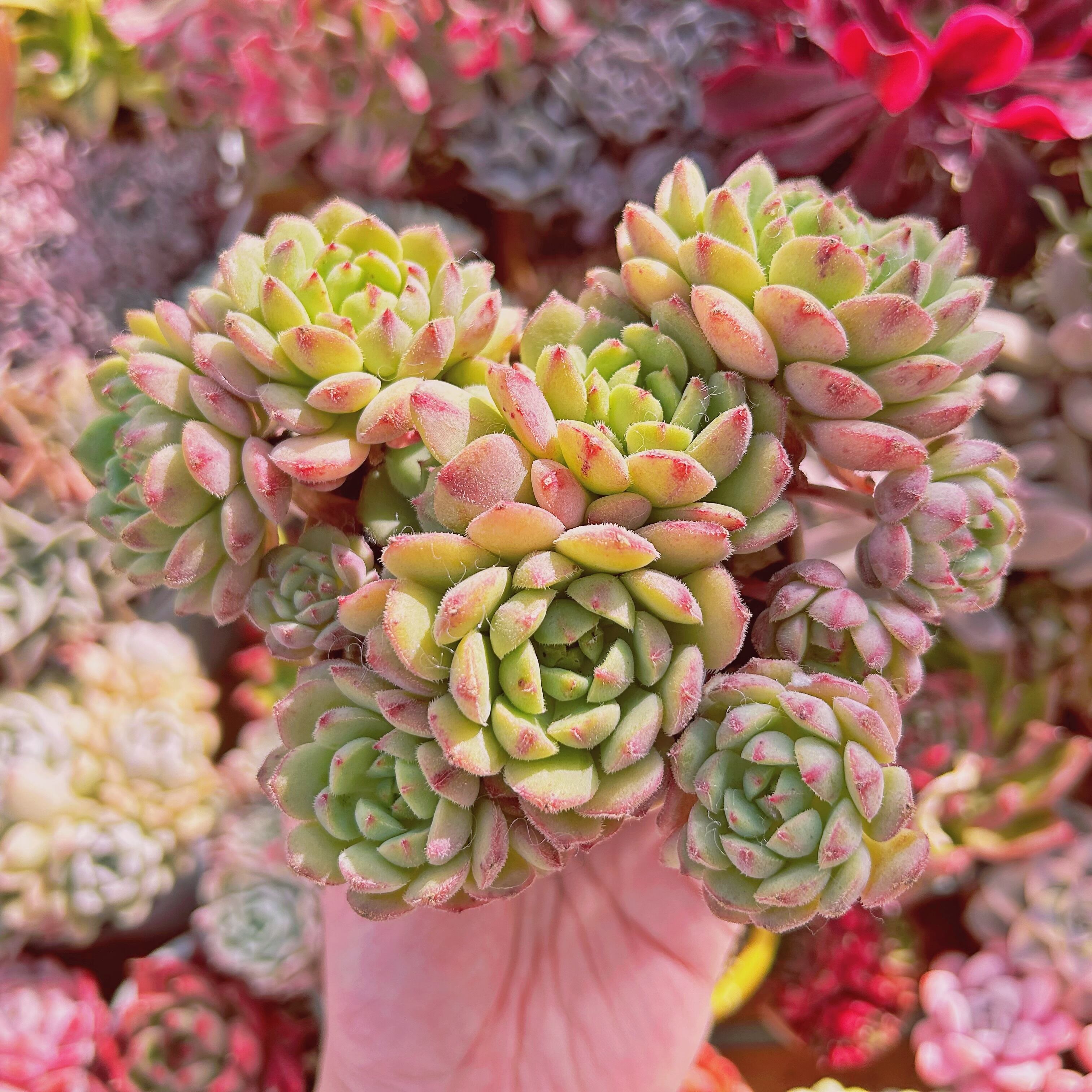 #755現物　多肉植物　王妃美尼晃　特大