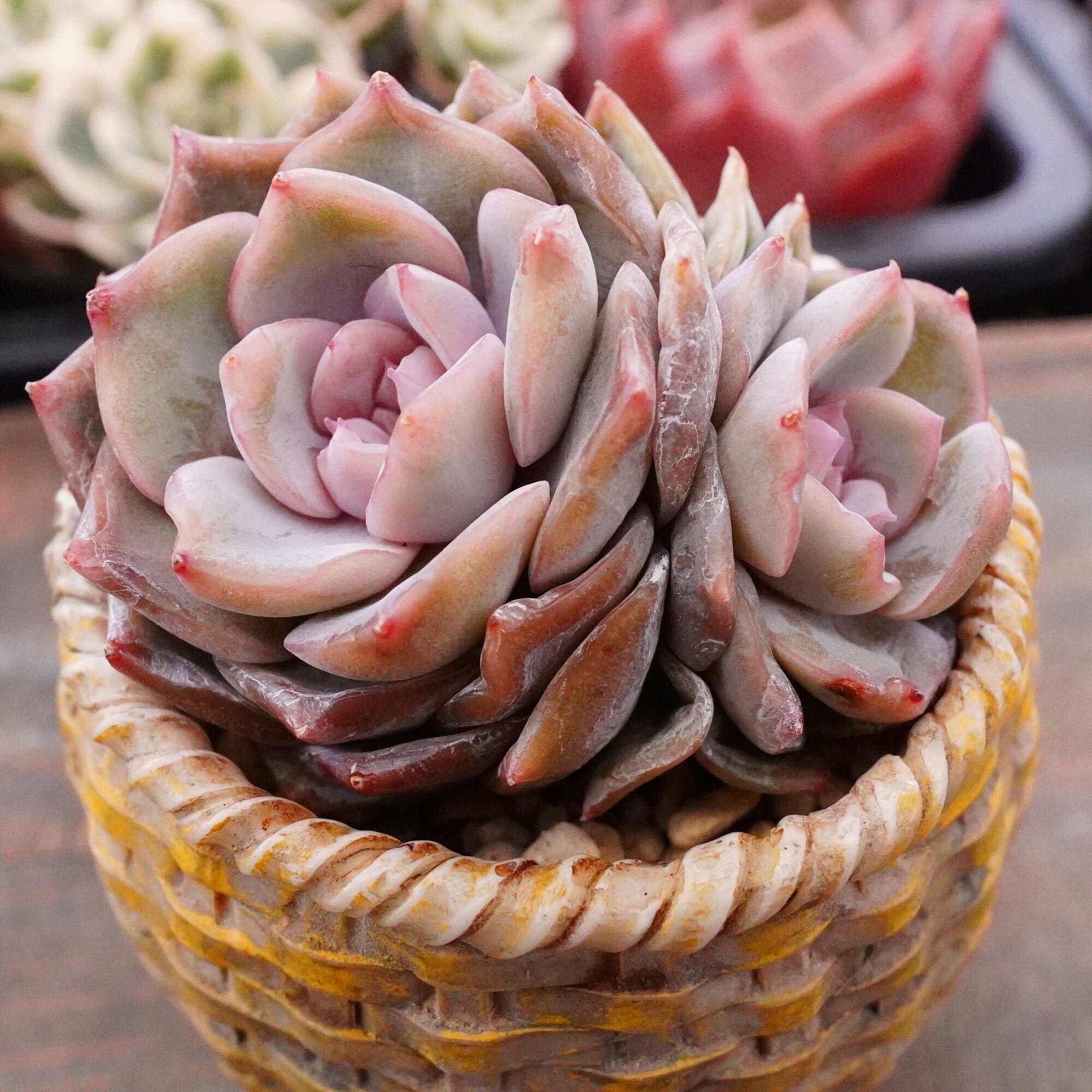 HexaPot 〝ヘキサポット〟5号サイズ 30ポットセット | Pay ID