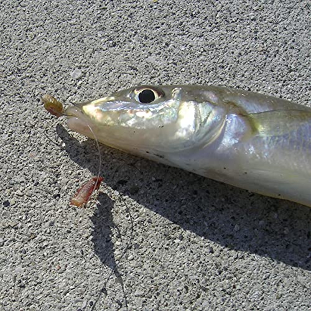 ハヤブサ(Hayabusa) ライトショット 立つ天秤 スマッシュ 15号 レッド/イエロー P166