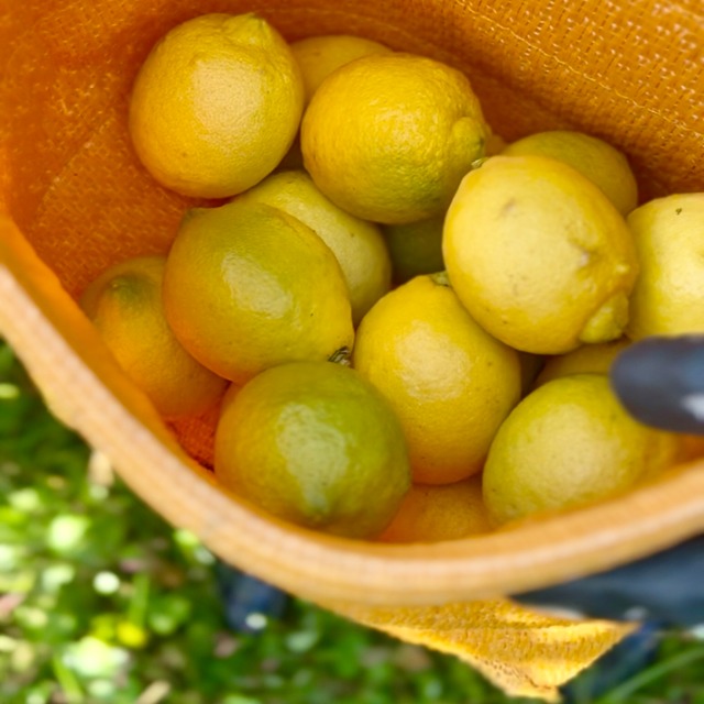 自然栽培のレモン　2kg