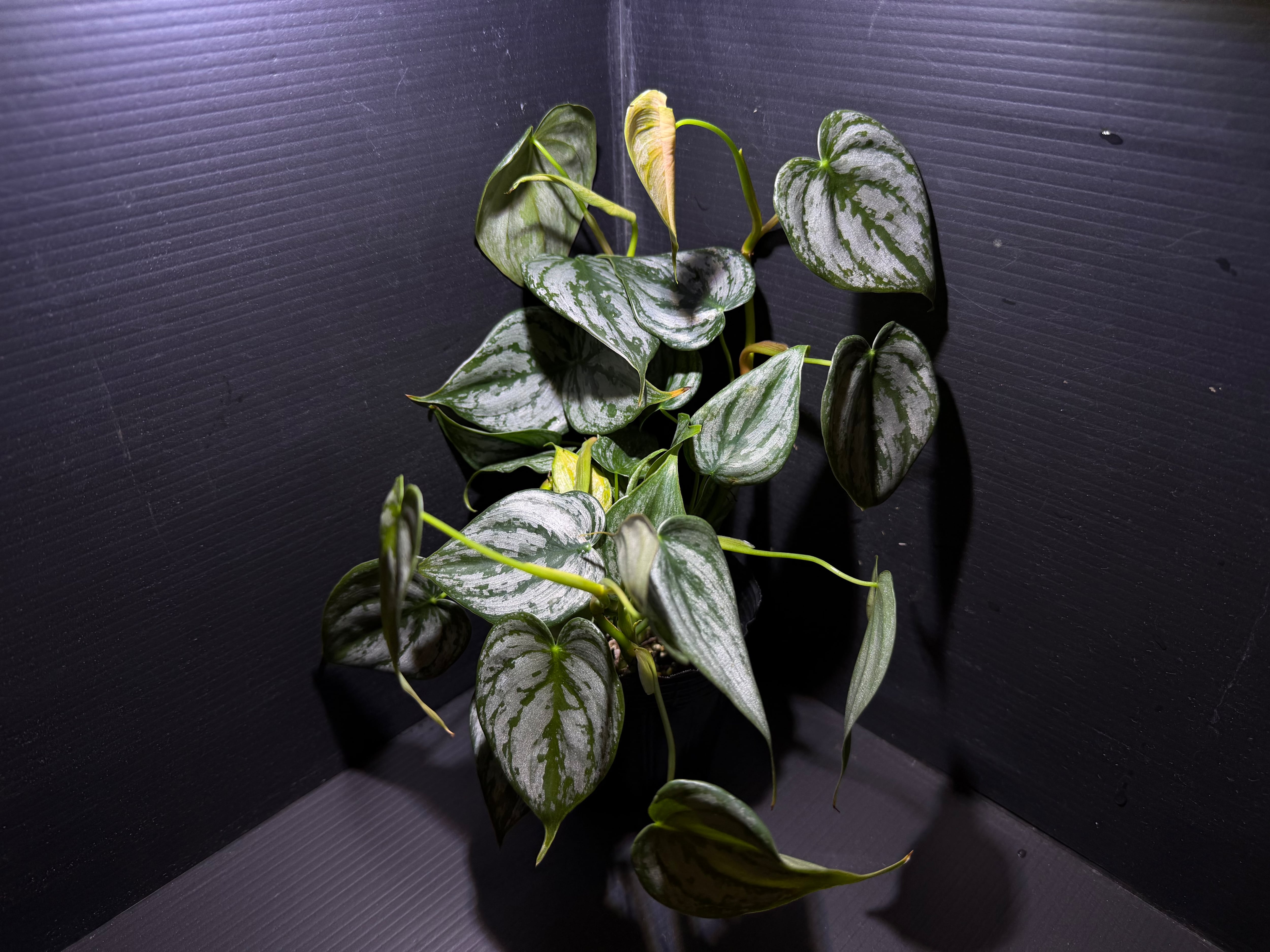 Bucephalandra sp. Deep Blue(ブセファランドラsp. ディープブルー