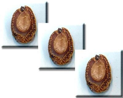 吉浜乾鮑【180g,ミックス】業務パック-min最高級純国産干しあわび※特別