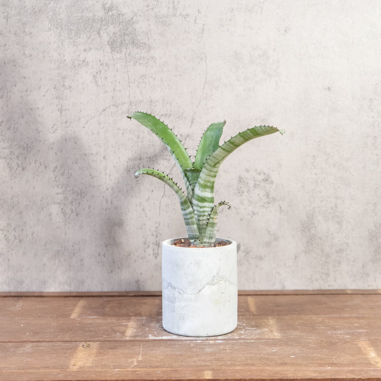 ビルベルギア｜独特の縞模様と波打つ葉が魅力の観葉植物【手づくりモルタル鉢】