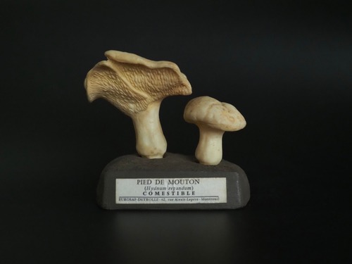 キノコの模型　Pied de Mouton