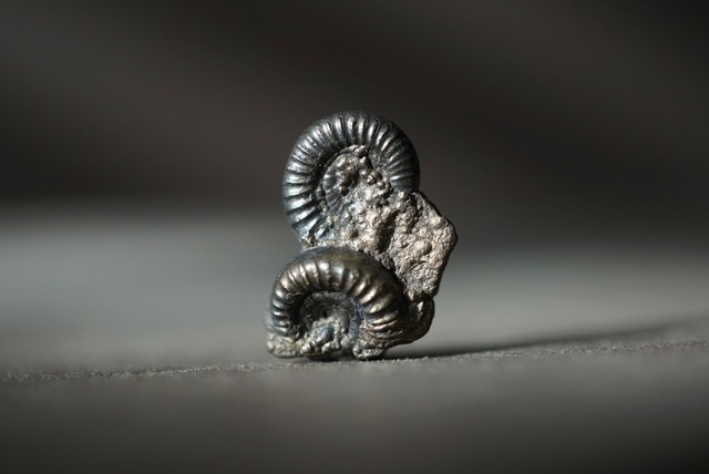 イギリス産黄鉄鉱化アンモナイト  Pyritized Ammonite 1513