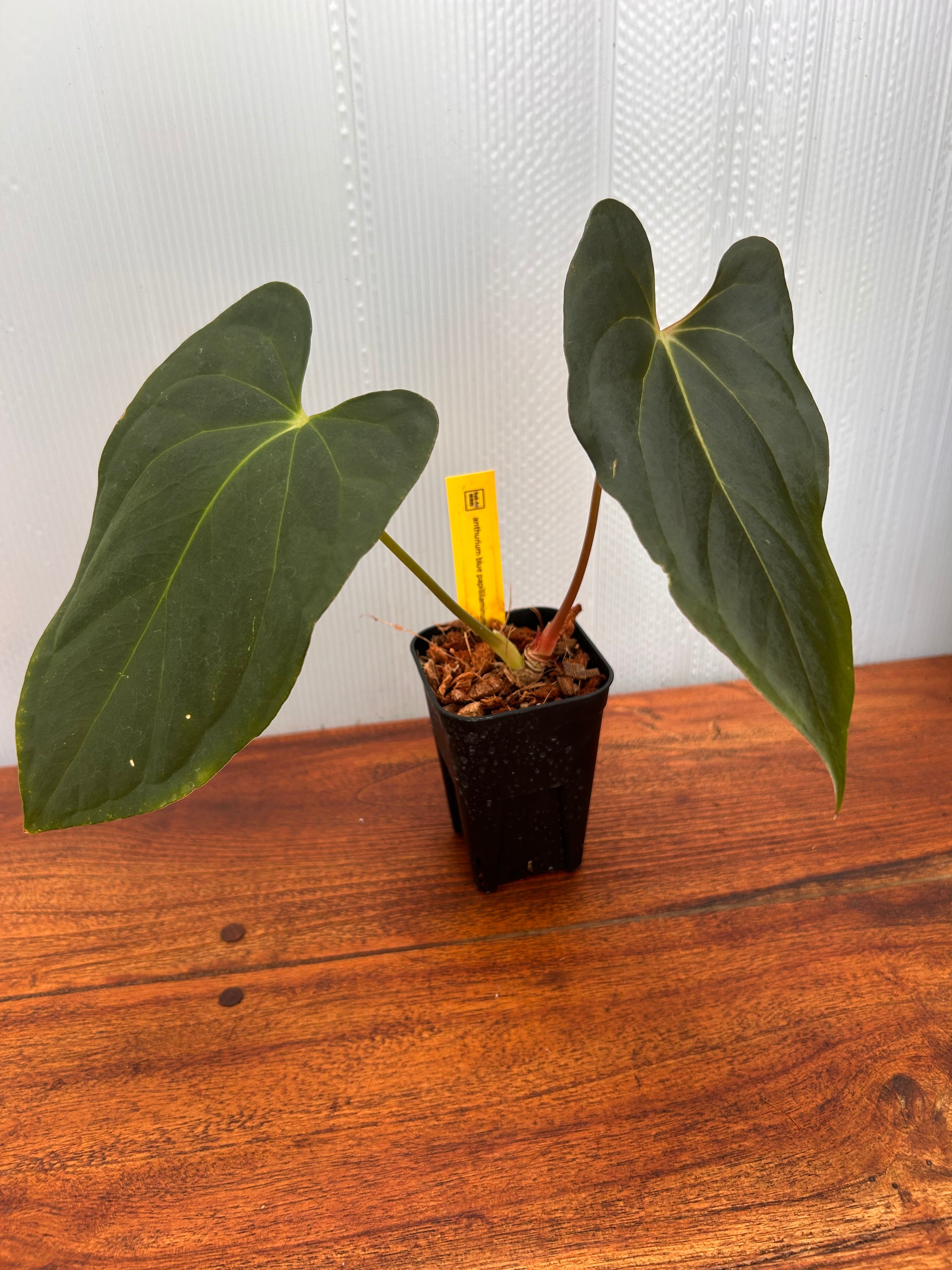 Anthurium | BALI-AN 園芸