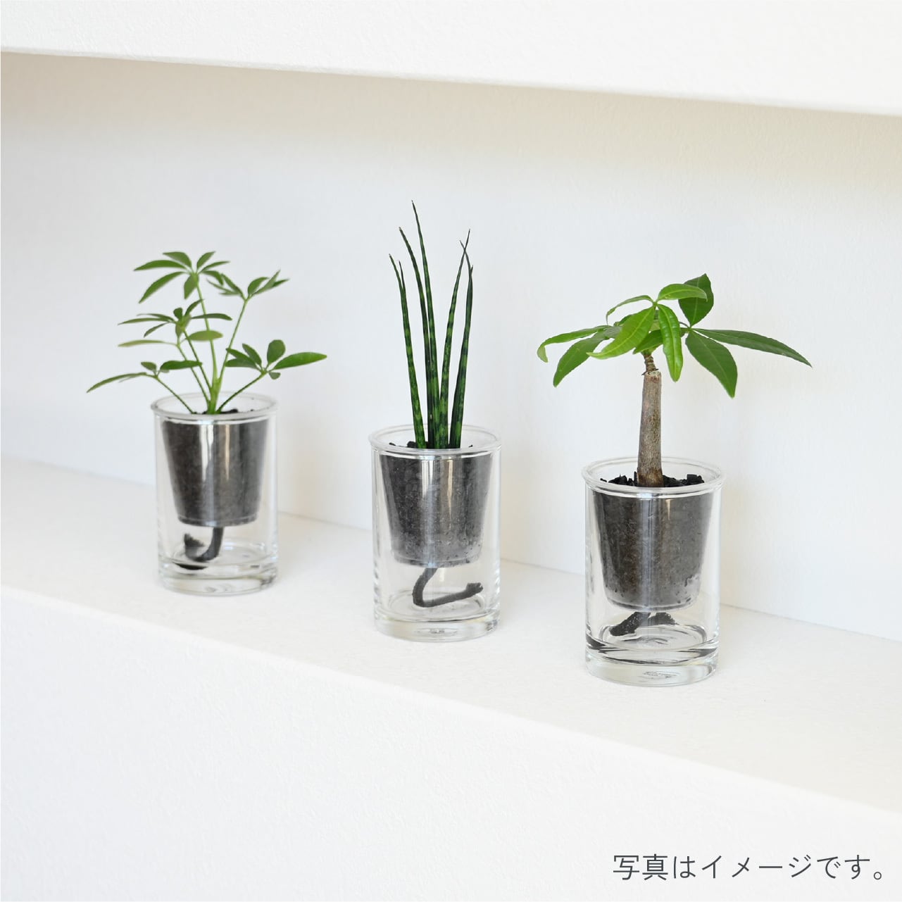 ギフト：炭の樹【3鉢セット】 | sumino