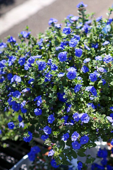 アンディ様全7苗㉙大きめ苗! 青鬼❣️珊瑚の花❣️マスカット❣️メルカリ便込 花苗 | オニ通