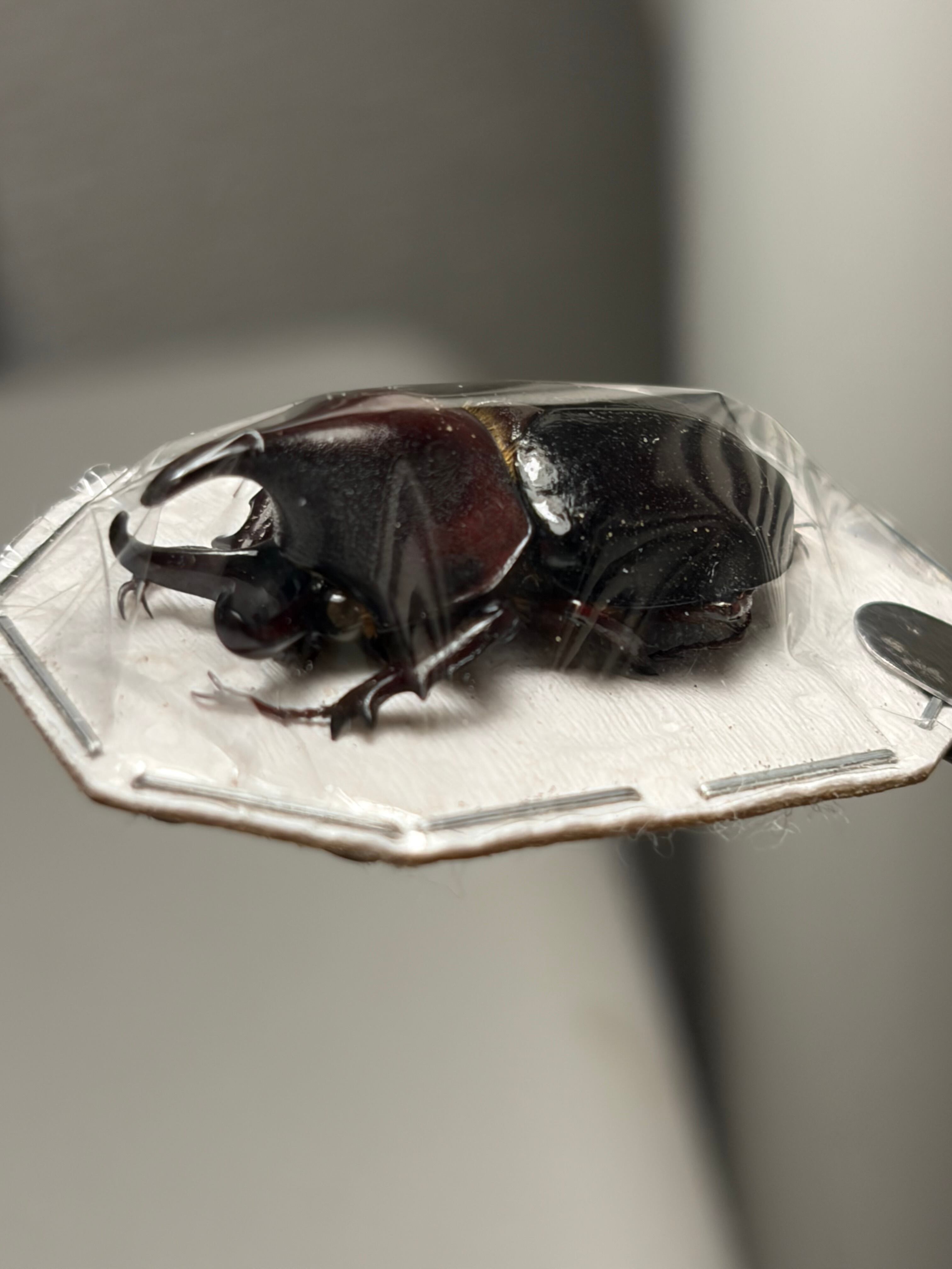 28mm】オオミツノヒナカブト 標本 カブトムシ ハビロミツノヒナカブト