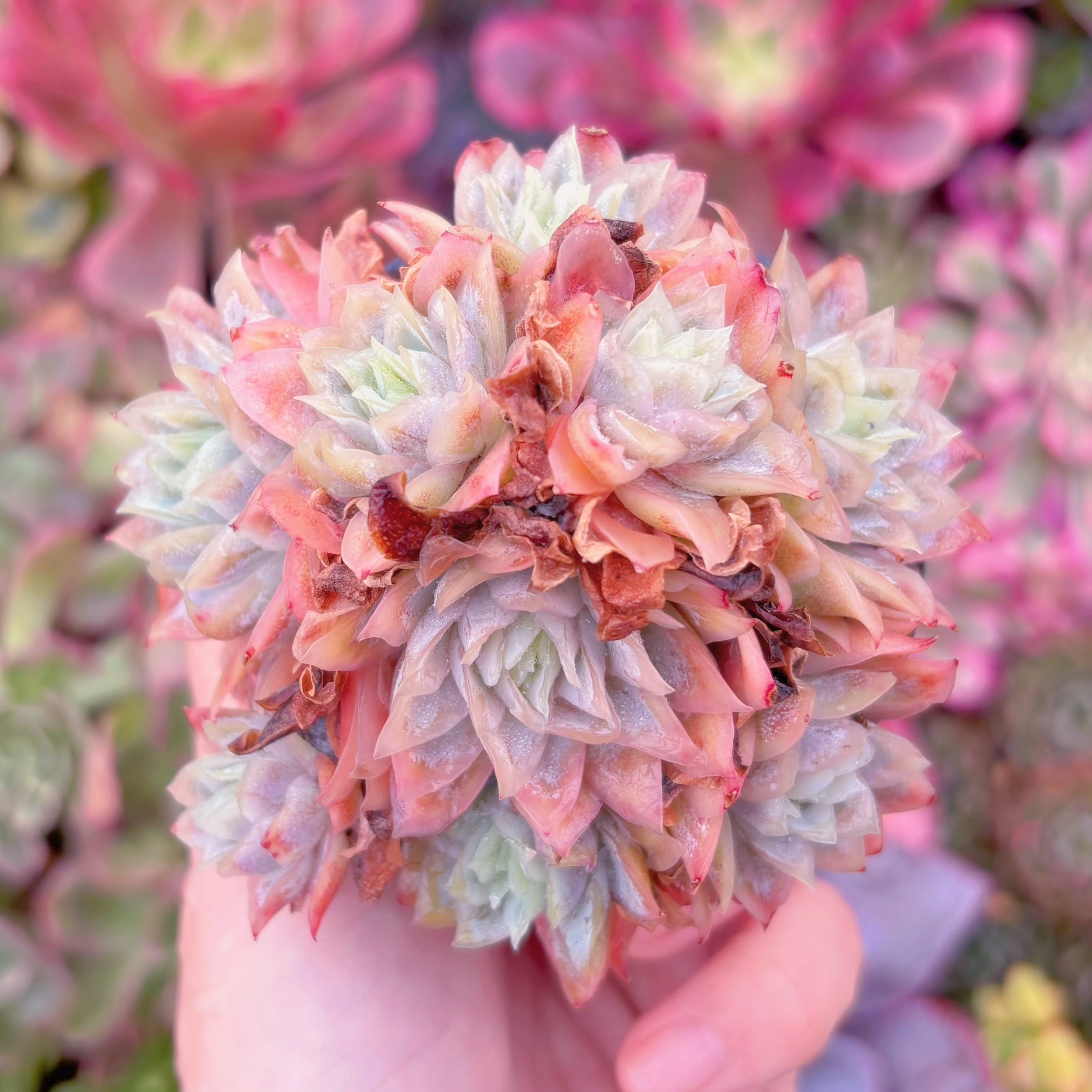 現品　クィーンローズ覆輪錦#F044　群生　るる農園