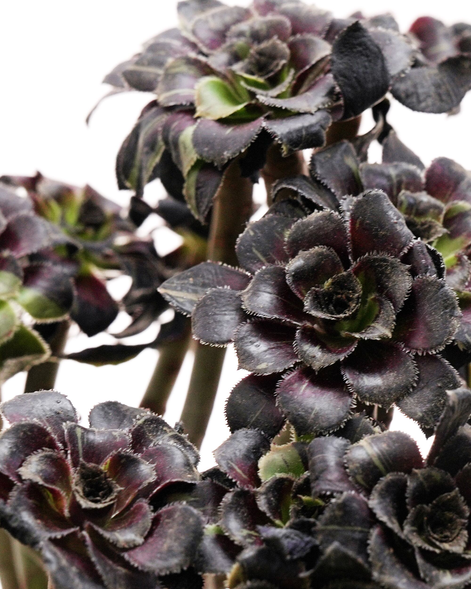 カット苗 多肉植物 Aeonium アエオニウム ビッグバン 極上苗 錦