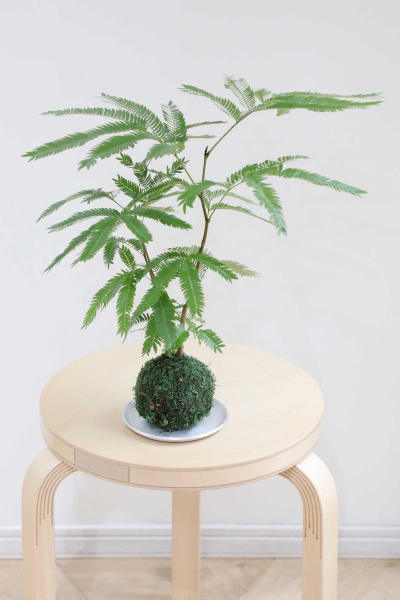 【S】エバーフレッシュ 苔玉/ Pithecellobium Confertum