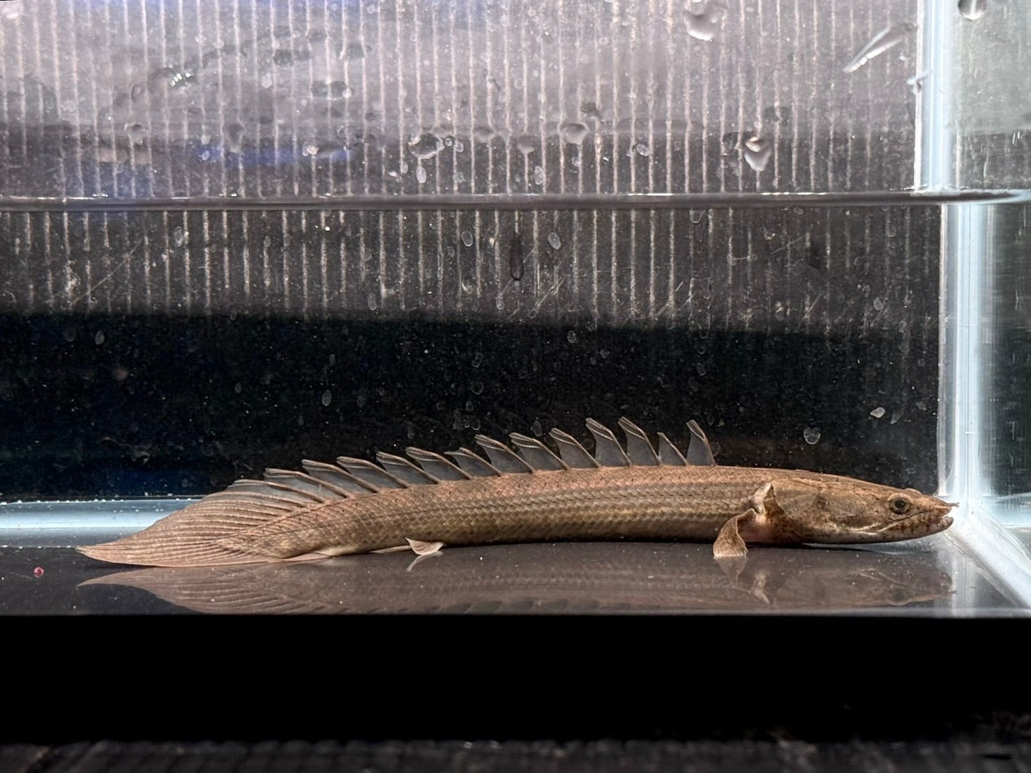 ナイジェリアラプラティ 1匹】ナイジェリア直輸入便WILDポリプテルスビキールラプラディ18-20cm