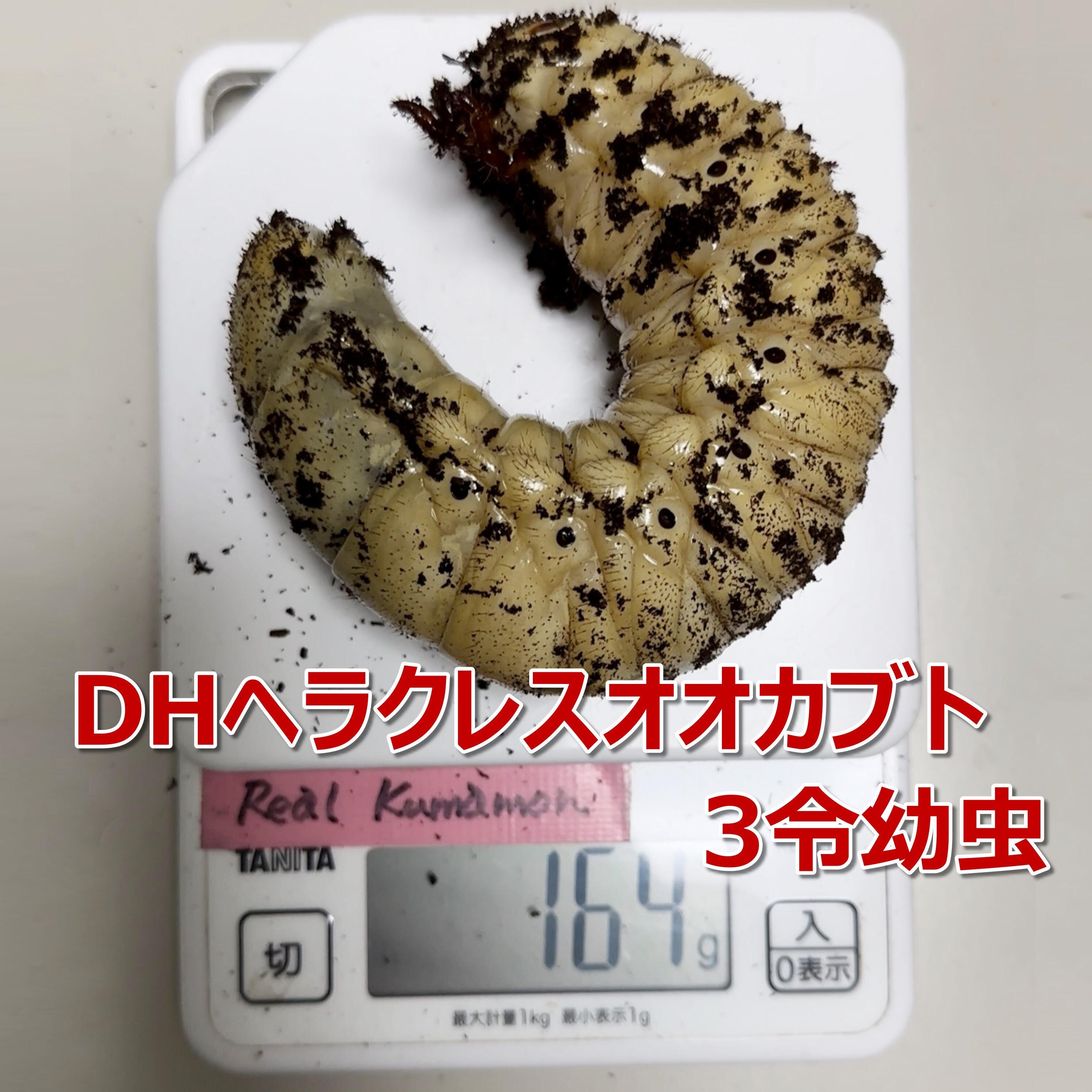 送料無料】飼育ケース 大容量コンテナ 5.5L プレミアムマット入り 2個