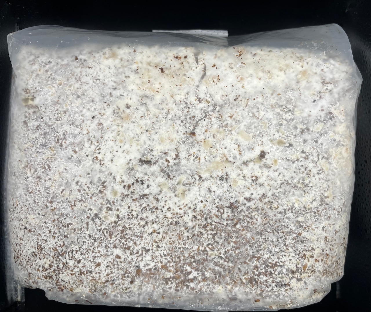 【バレンタインSALE先行特価】【5袋セット】【KPWオリジナル】オオヒラタケ菌糸ブロック 4000cc