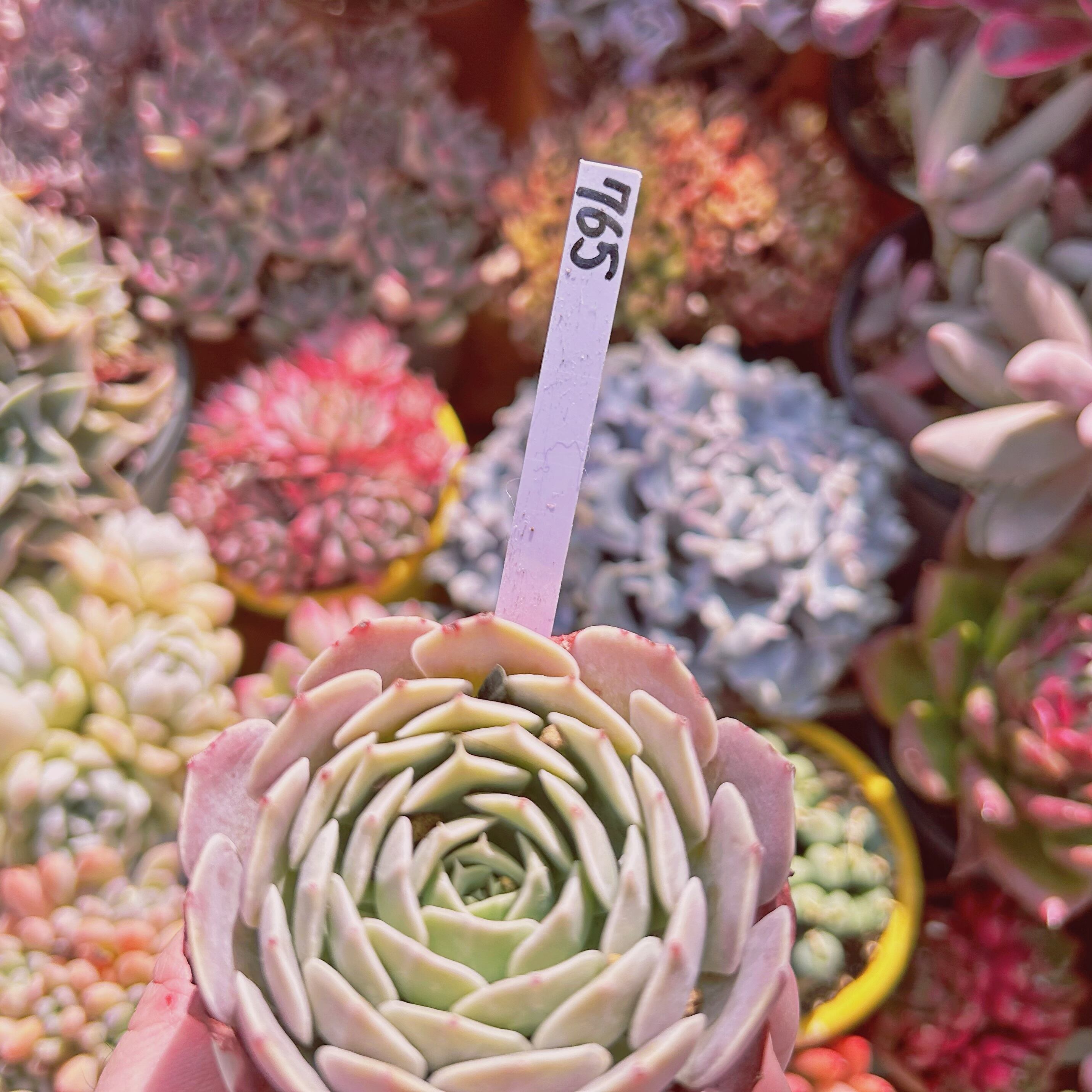 765現物 多肉植物 天賜(てんし) | るる農園~多肉植物専門