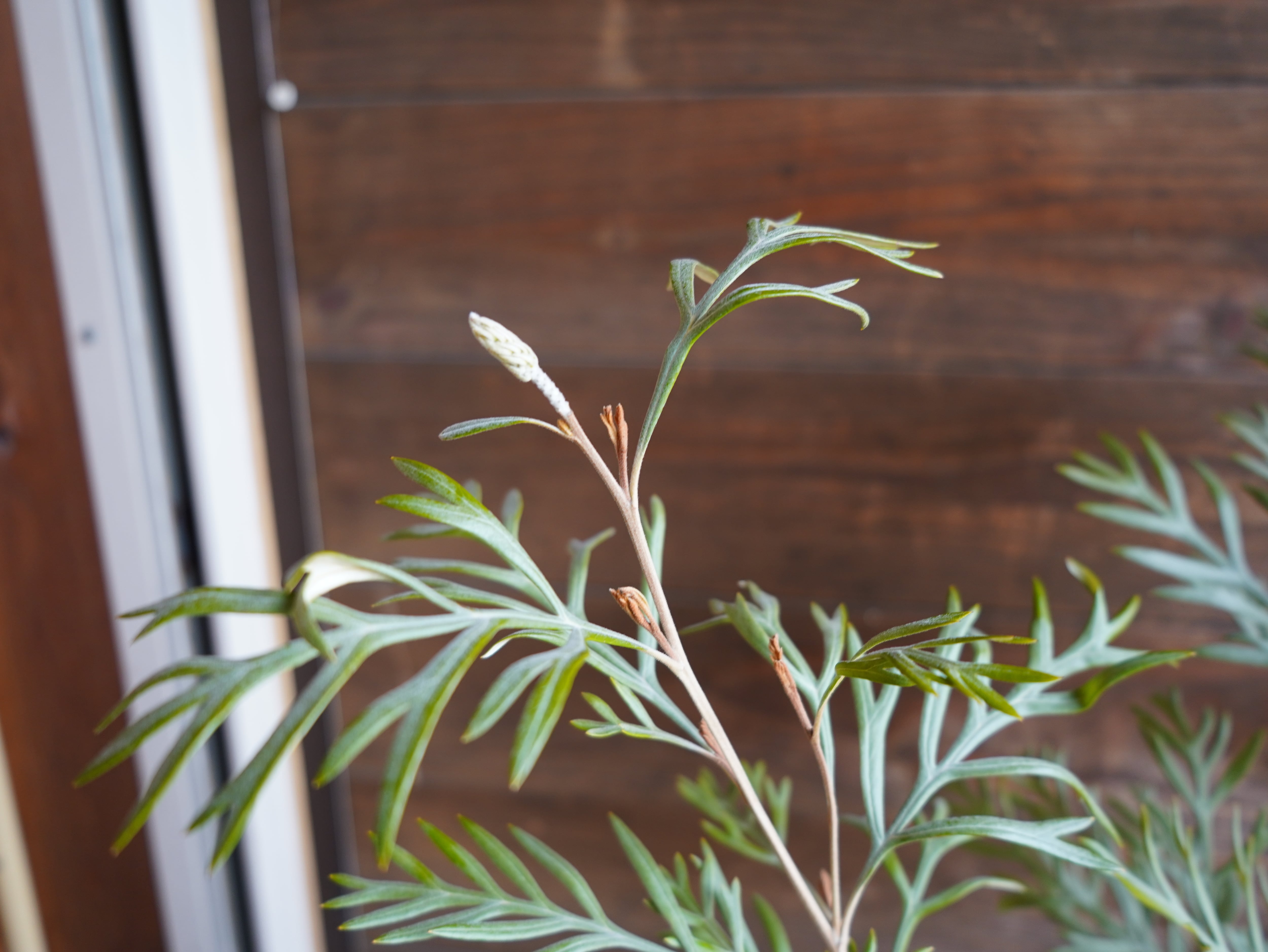 【現物】グレビレア　”ドーンパープル”　B