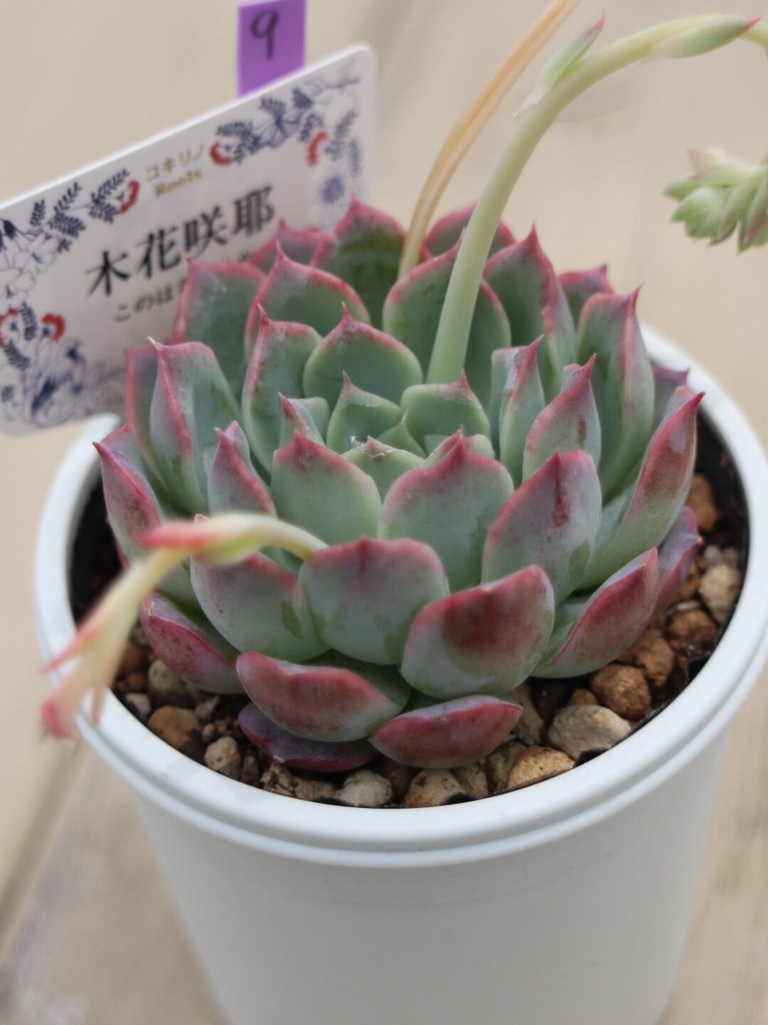 9 木花咲耶(このはなさくや)