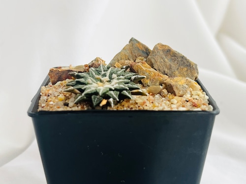 Ariocarpus kotschoubeyanus var.macdowell　アリオカルプス　姫牡丹　サボテン