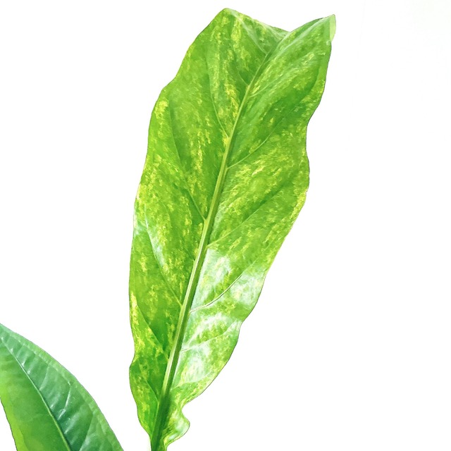 アンスリウム フーケリー 斑入り 観葉植物 calm cafe