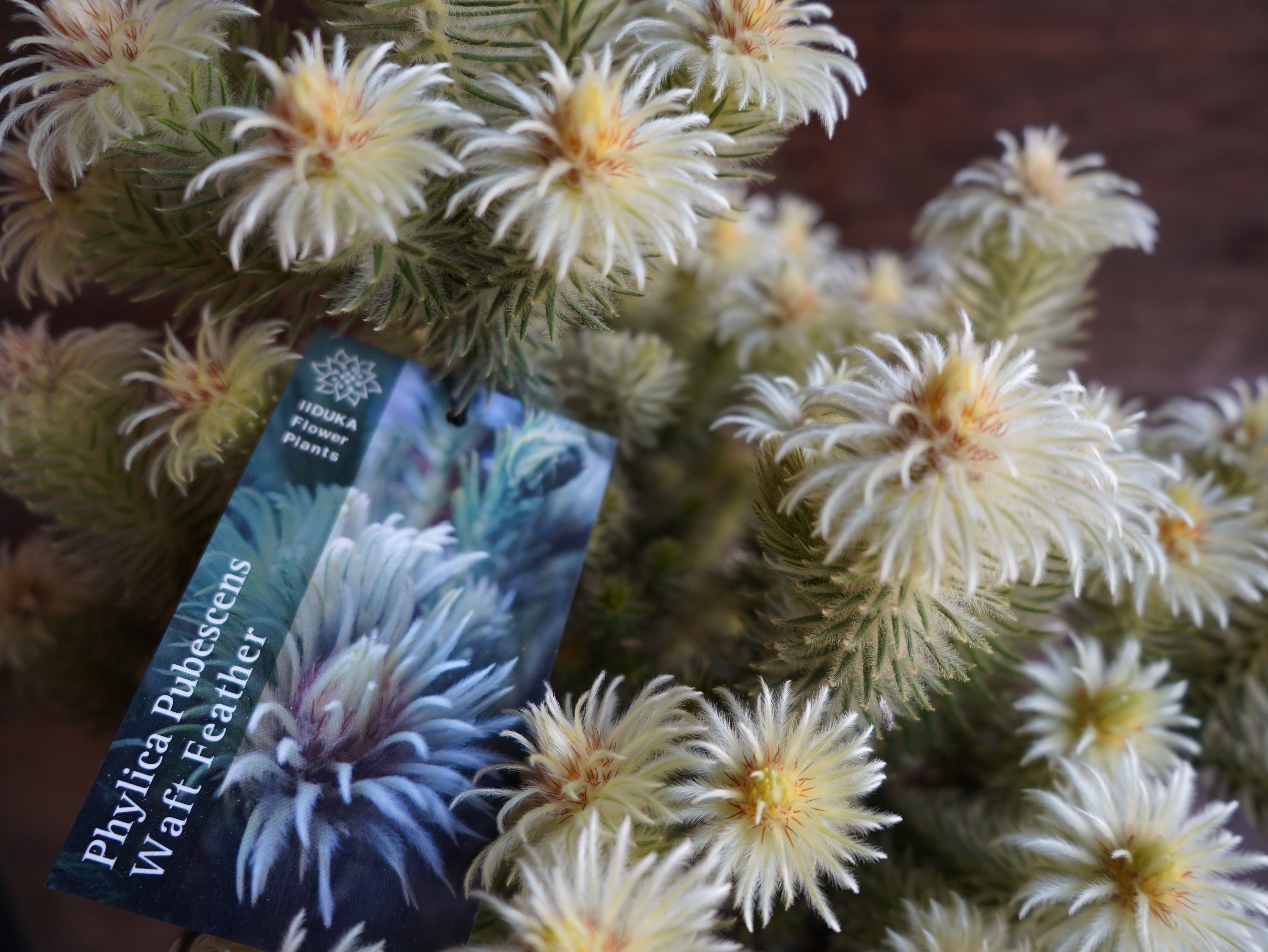 【現物】フィリカ プベッセンス ワフトフェザー 大株