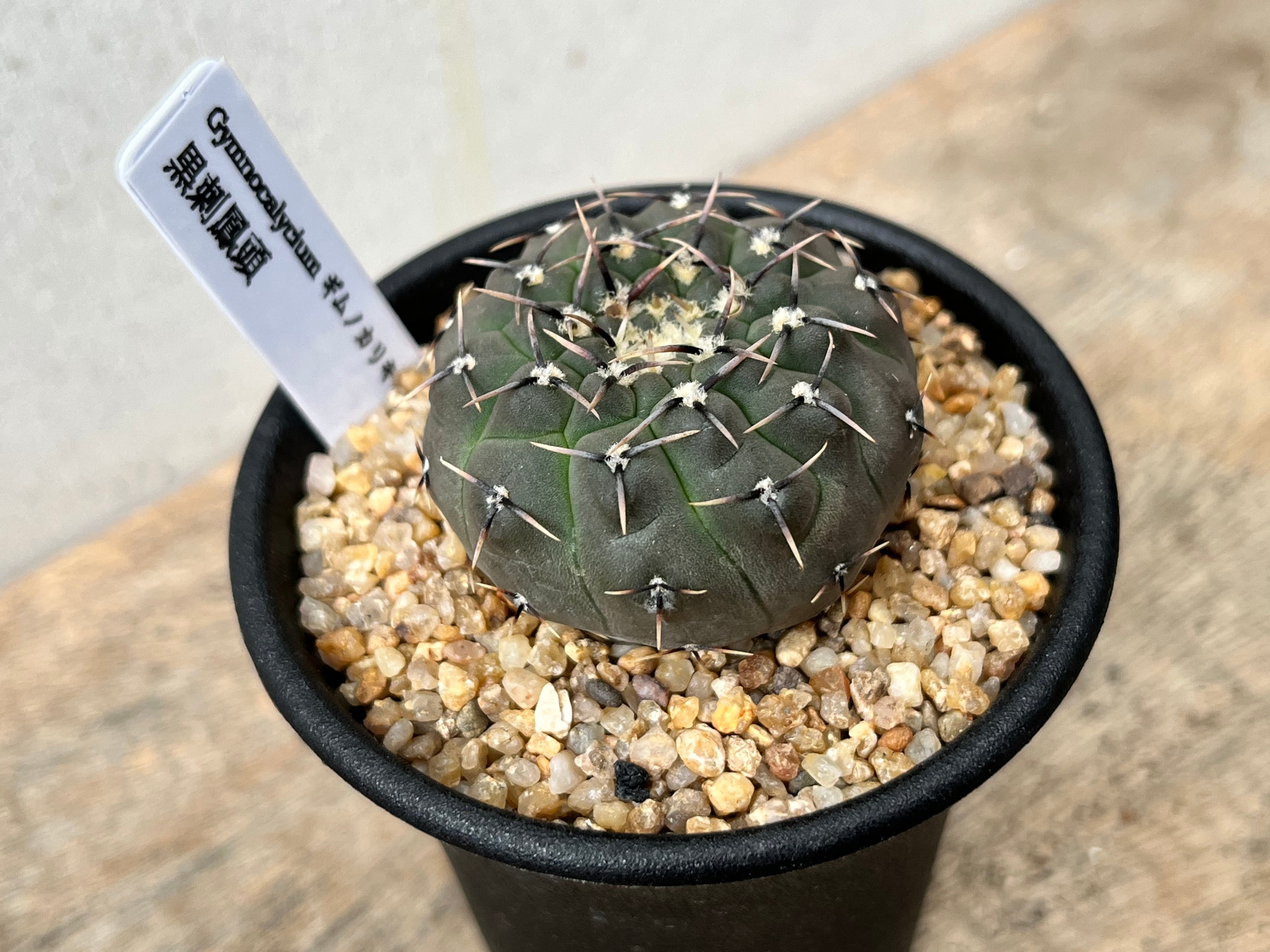 Gymnocalycium asterium　ギムノカリキュウム　黒刺鳳頭　サボテン | plants MARU ー  多肉植物・サボテン・園芸グッズのお店 ー powered by BASE