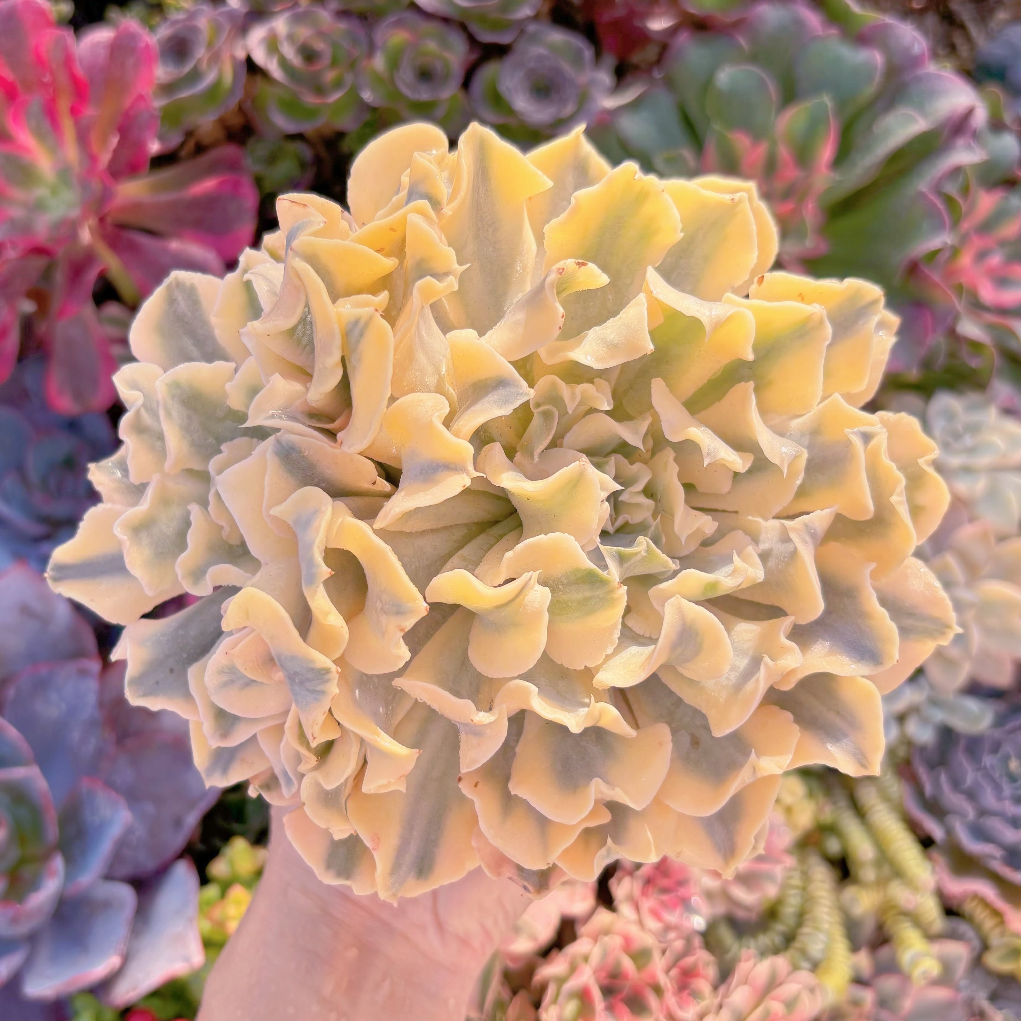 現品　シャフラン錦#545　極上株　群生　在庫僅少　るる農園