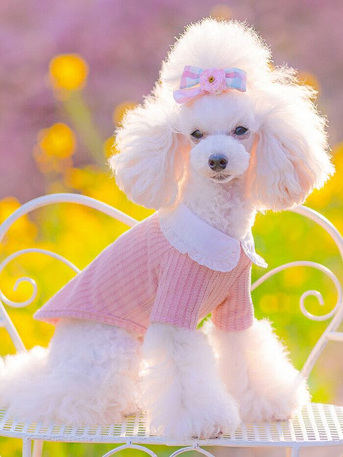 おしゃれな犬の服 Toto Roy ロジェフリルカラーtシャツ ピンク色 Ohanadog