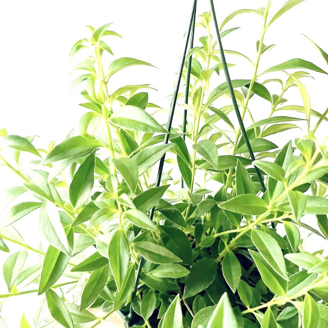 エスキナンサス フミリス 艶やかに垂れ下がる南国グリーン 観葉植物 calm cafe