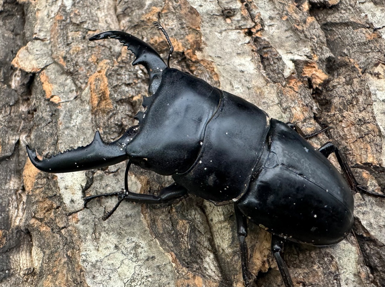 【WD】《パラワンオオヒラタ 81mm ペア》