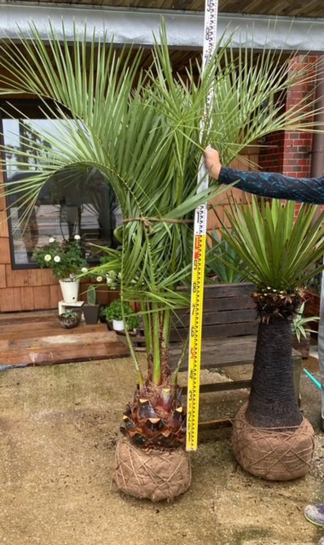 ココスヤシ【地上部 約160cm】 根巻発送 | PAY ID