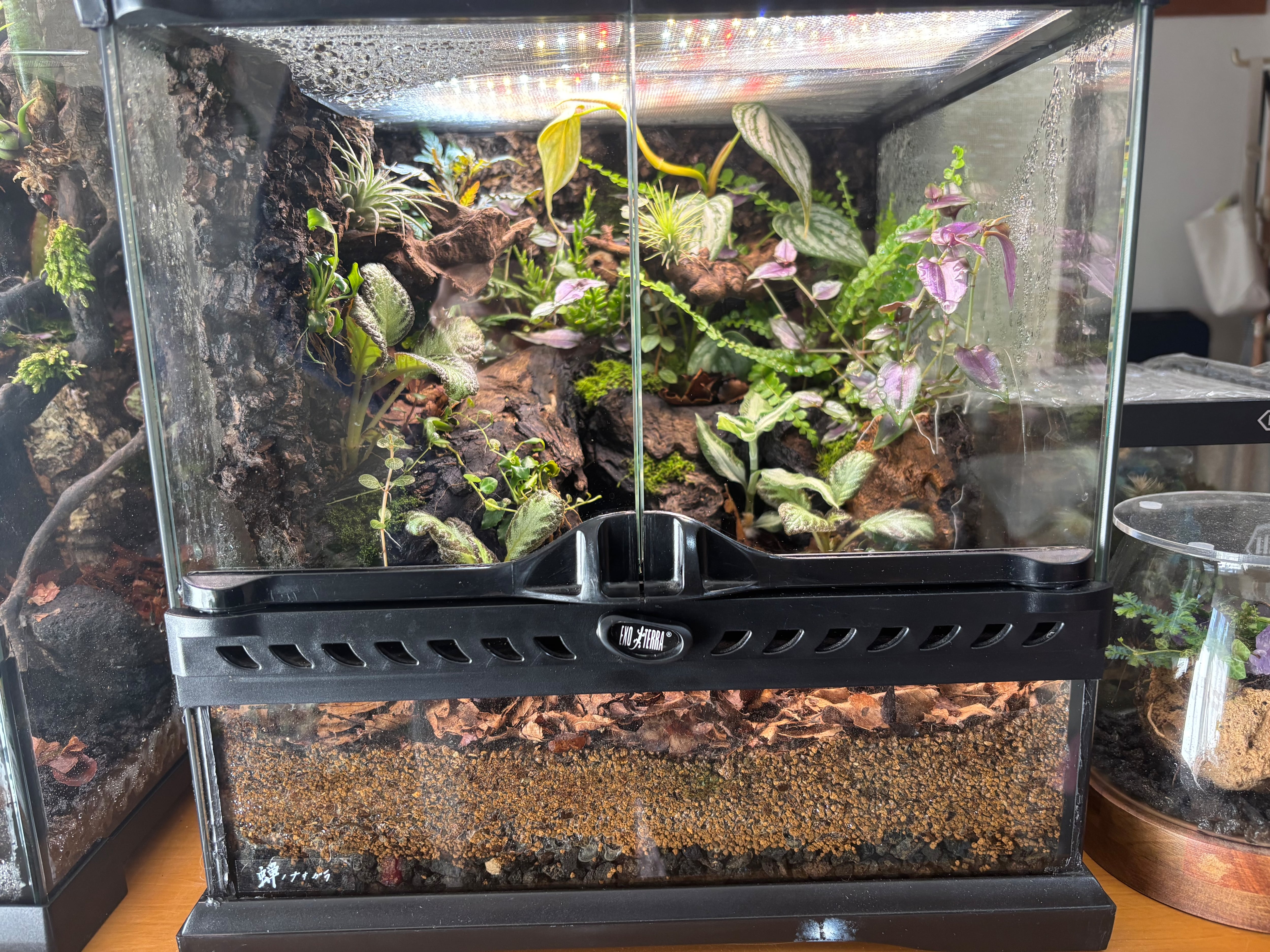 旧グラステラリウム3030 多湿系ビバリウム | SCALE_VIVARIUM | 蝉