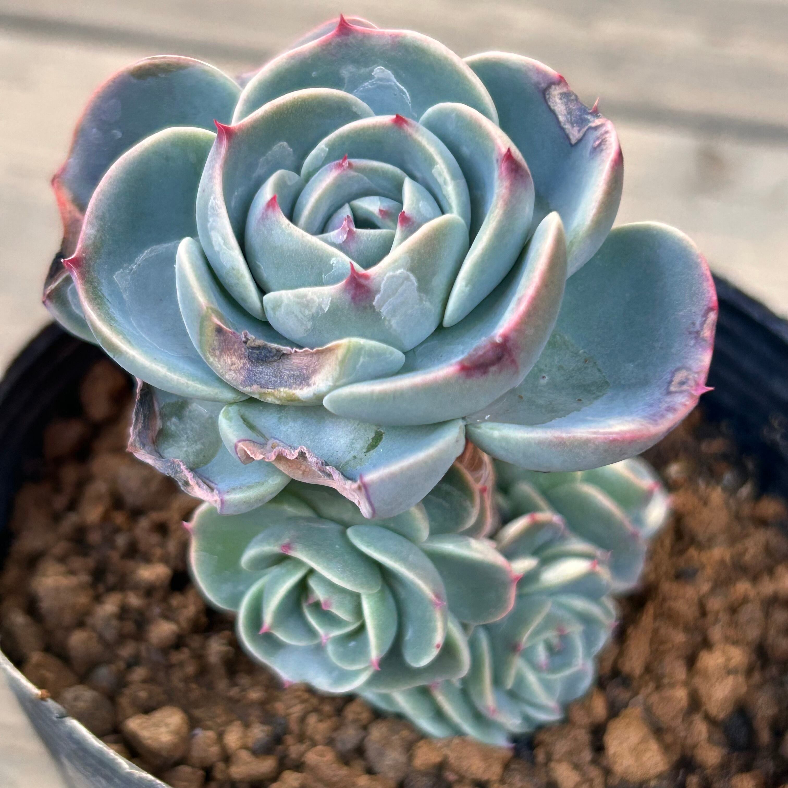 50#多肉植物アエオニウム錦❤️灰クジャク錦❤️1大頭10-15子芽18cm拔き苗