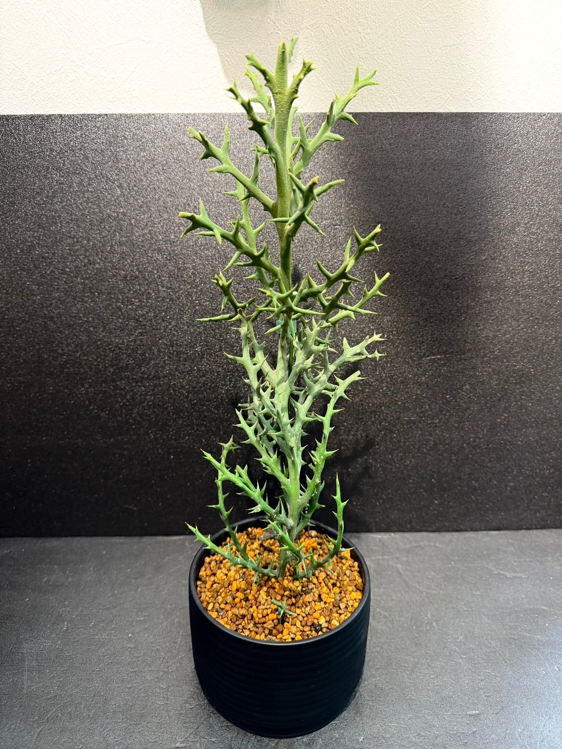 ステノクラーダ ユーフォルビア ② 多肉植物 4号 かっこいい 鉢込み