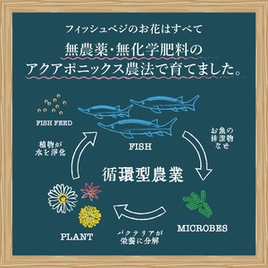 【FISH VEGGIES】ナスタチウムの葉3〜5cm 30枚程度　化学肥料/農薬不使用だから安心して食べられる