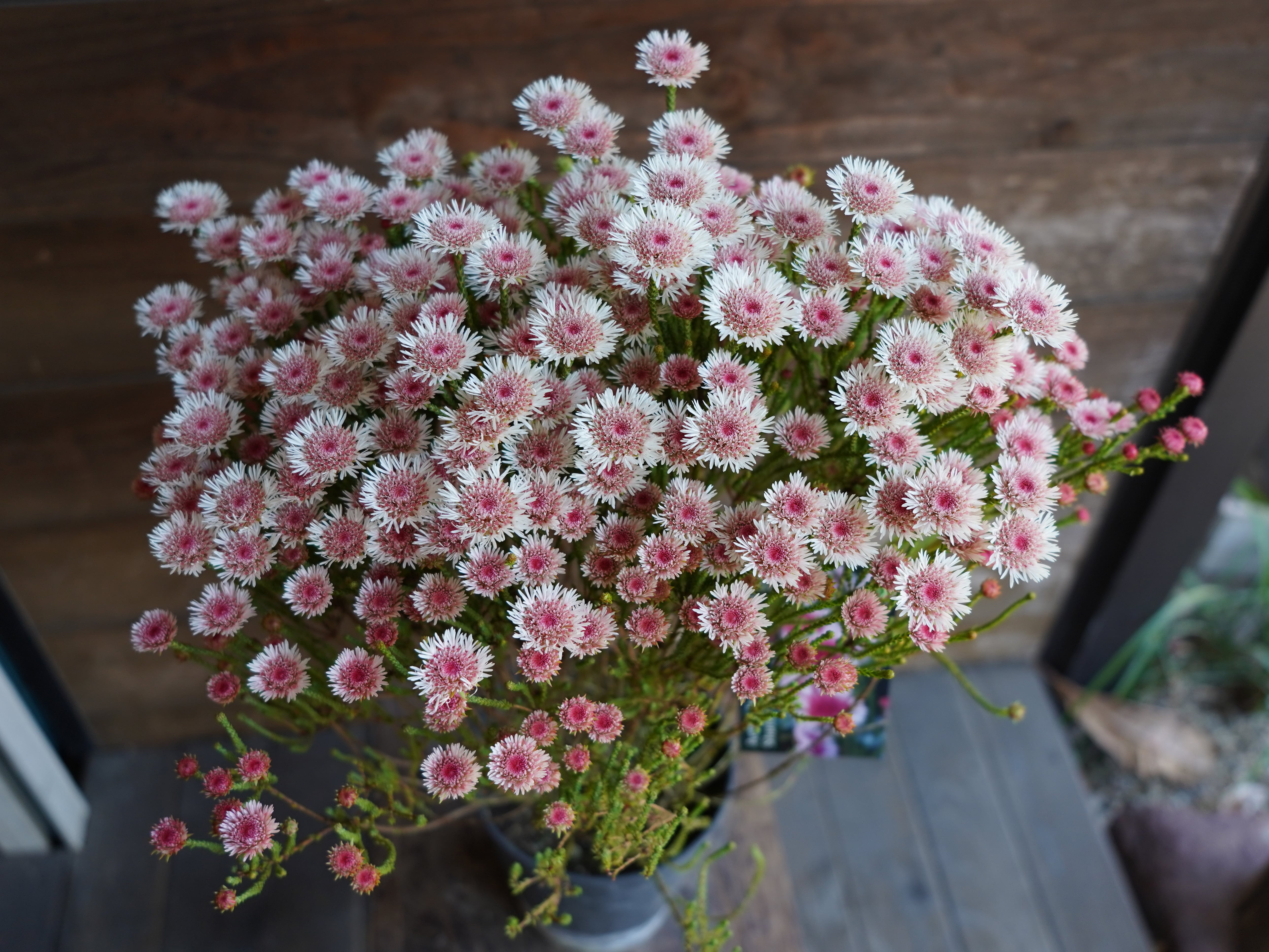 【現物】アクチノジウム　”シャトルデイジー”