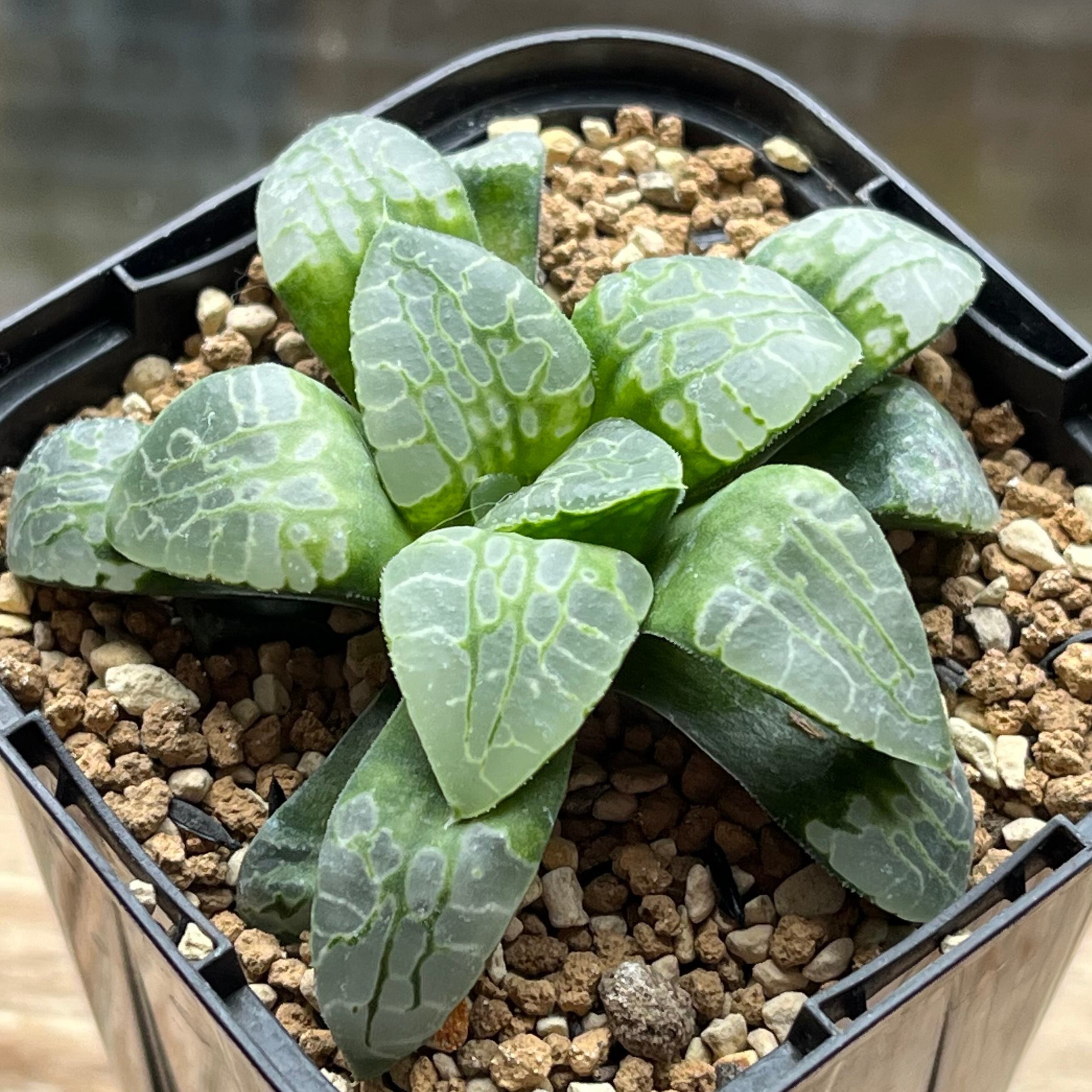 ハオルチア 火鳳凰錦 | mocono_plants