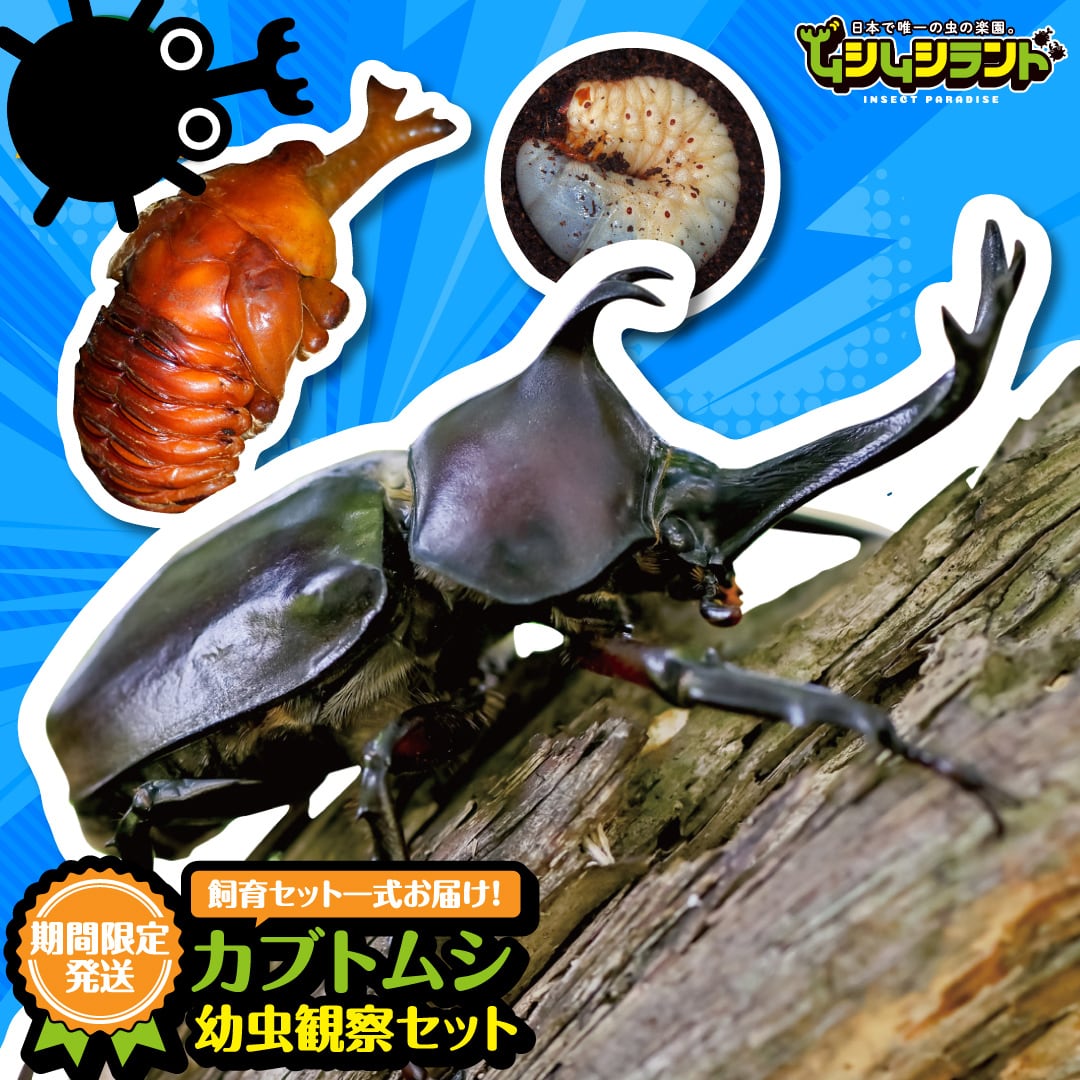 国産】カブト・クワガタ | ムシムシランド オンラインショップ